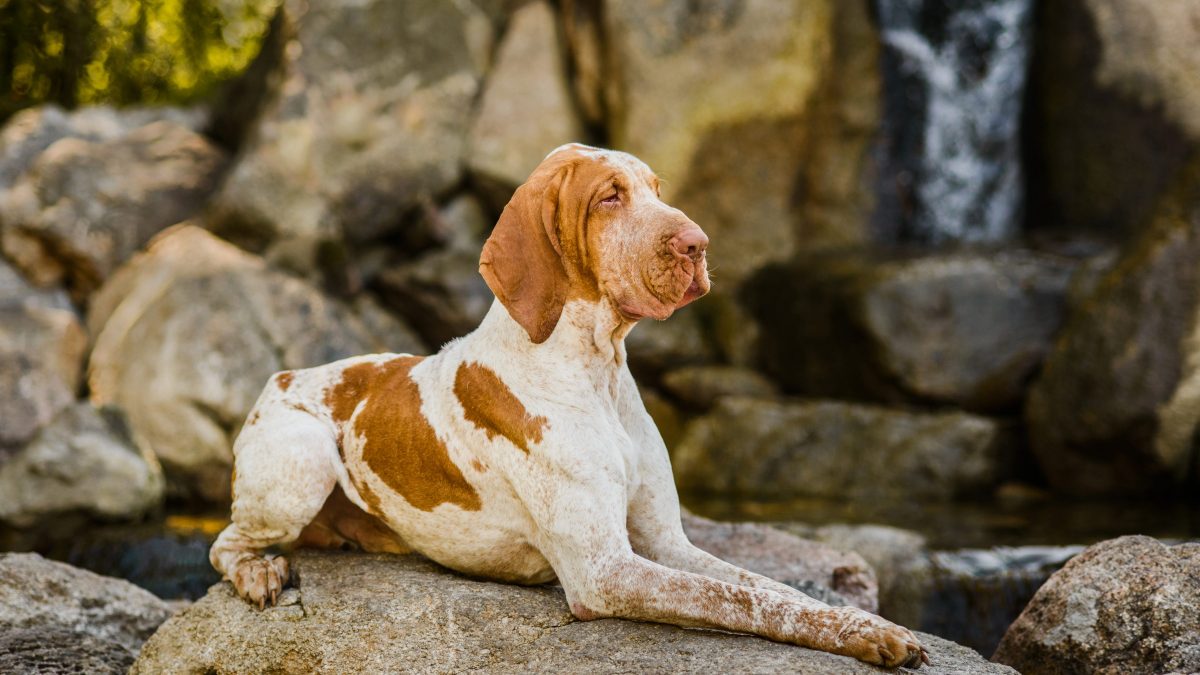 bracco italiano