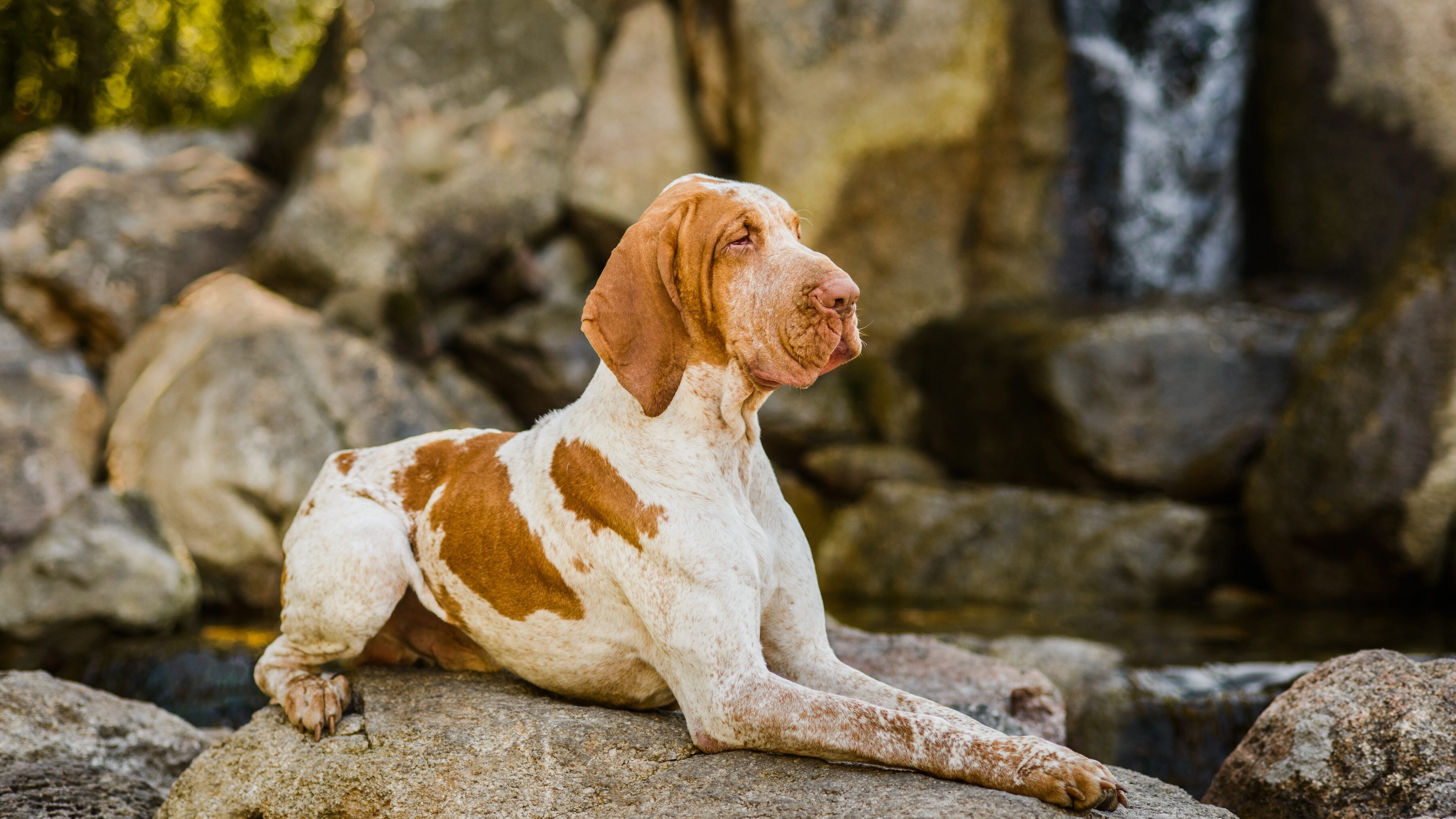 bracco italiano