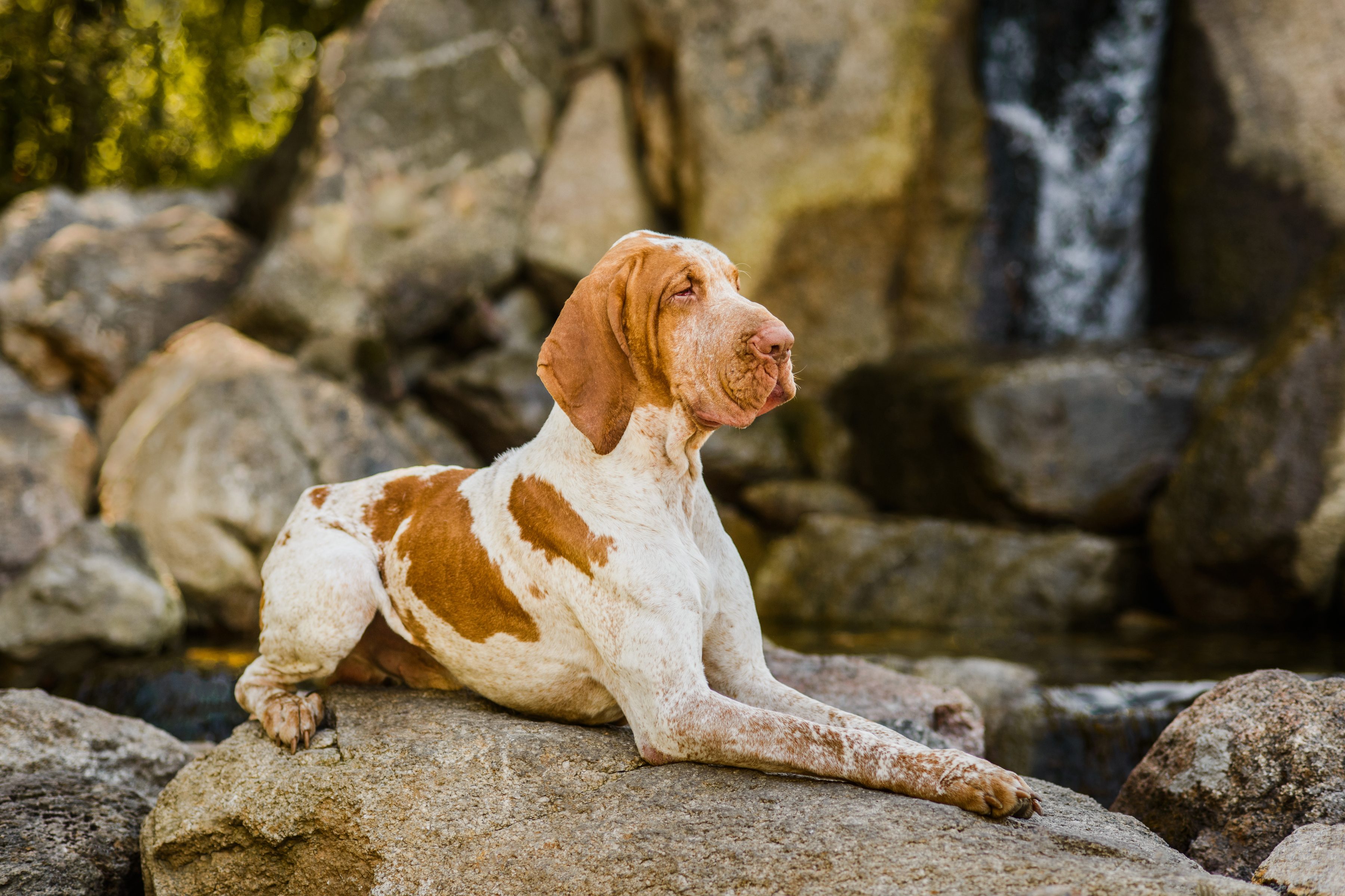 bracco italiano