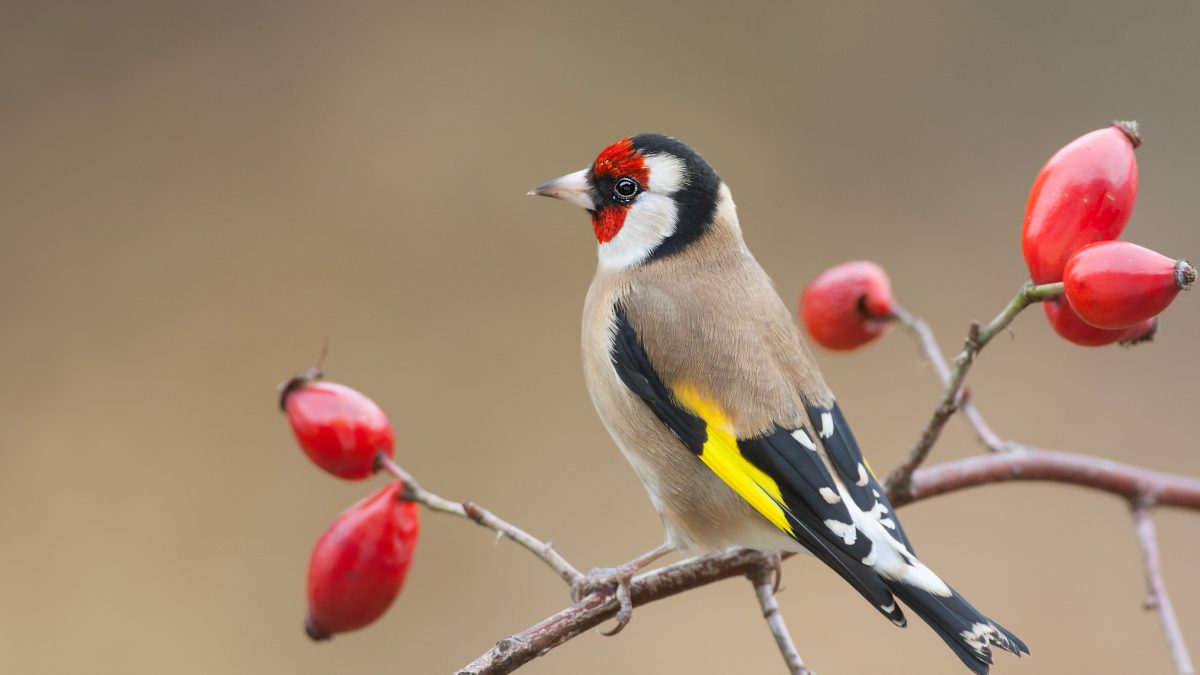 cardellino