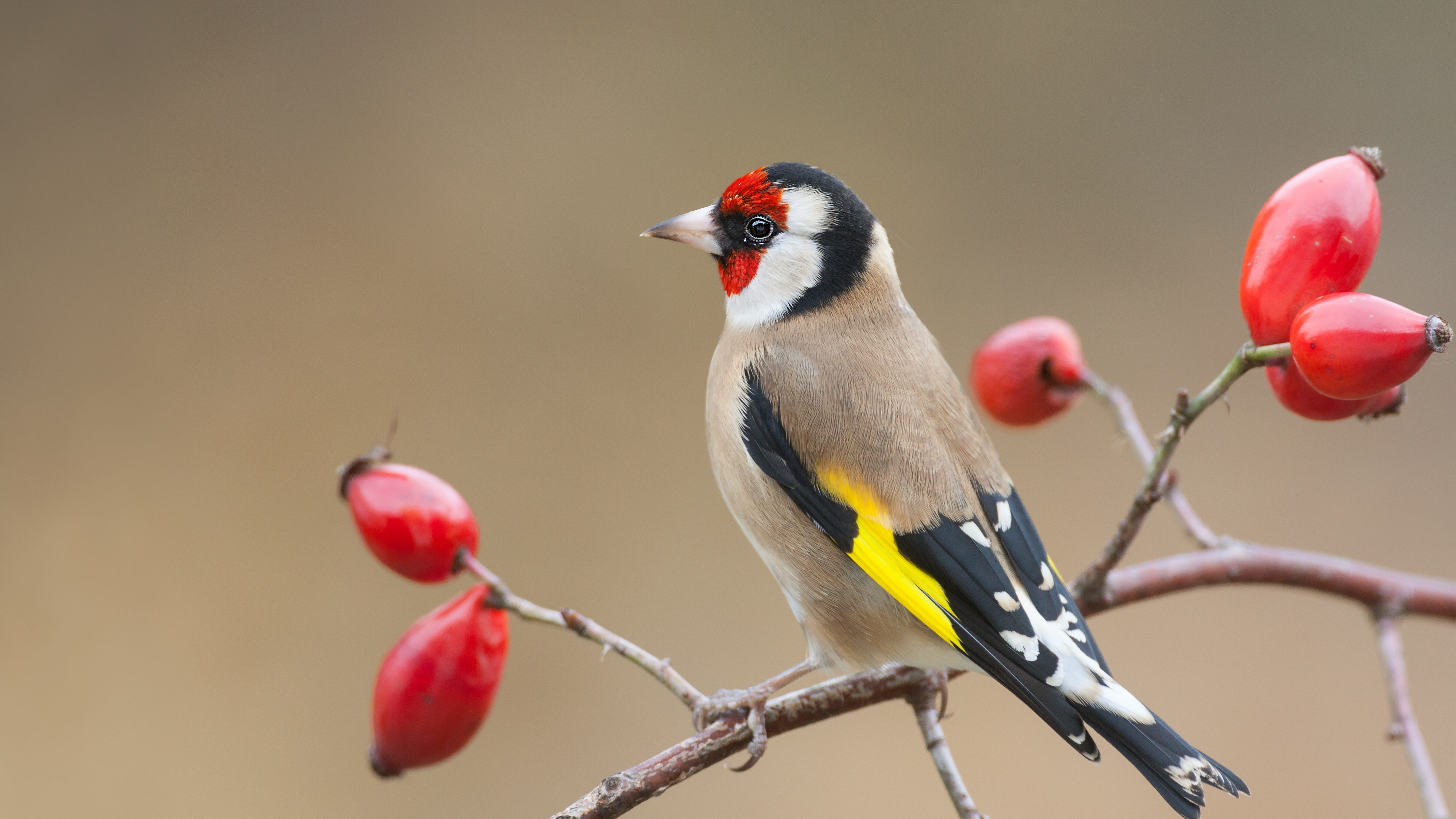 cardellino