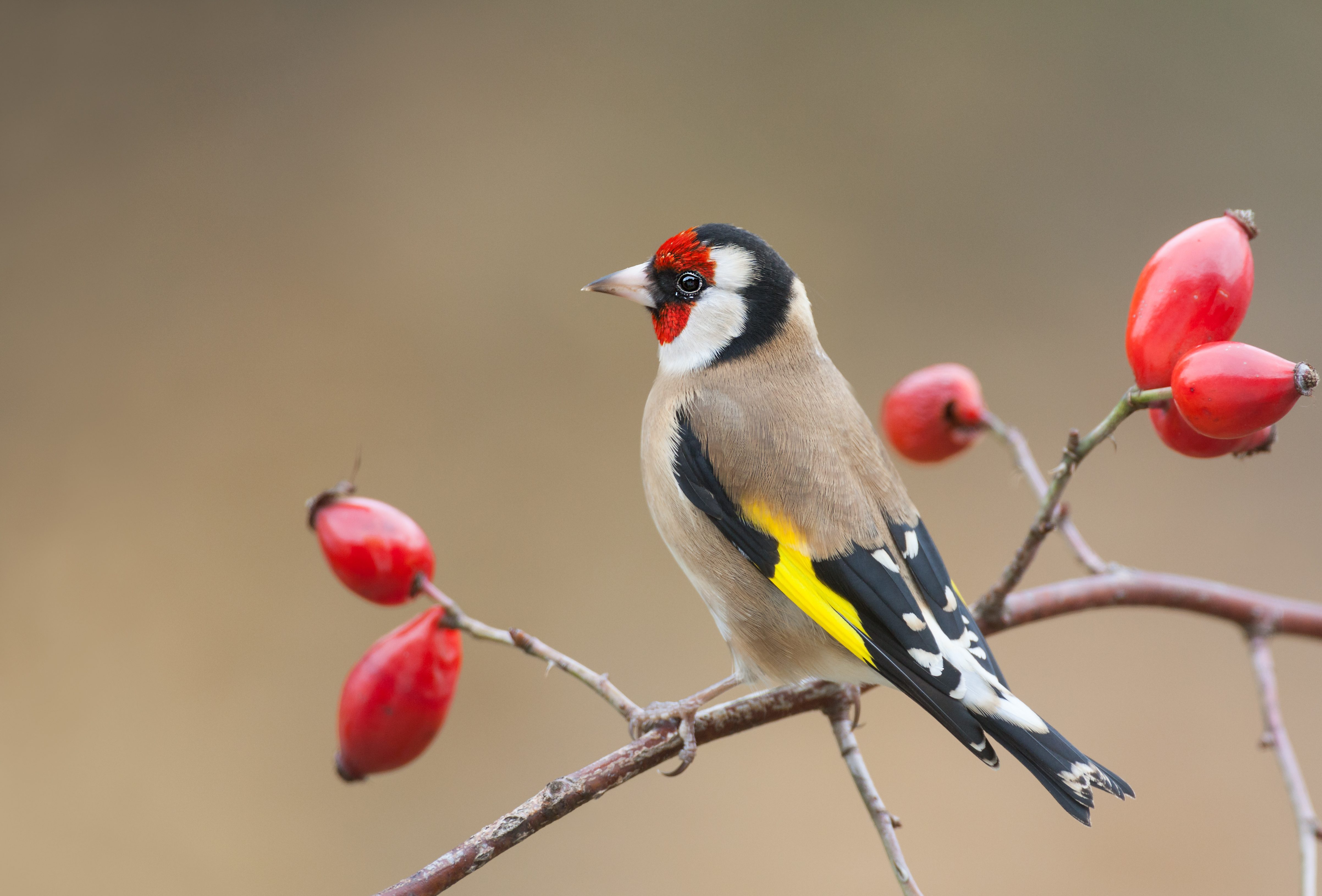 cardellino