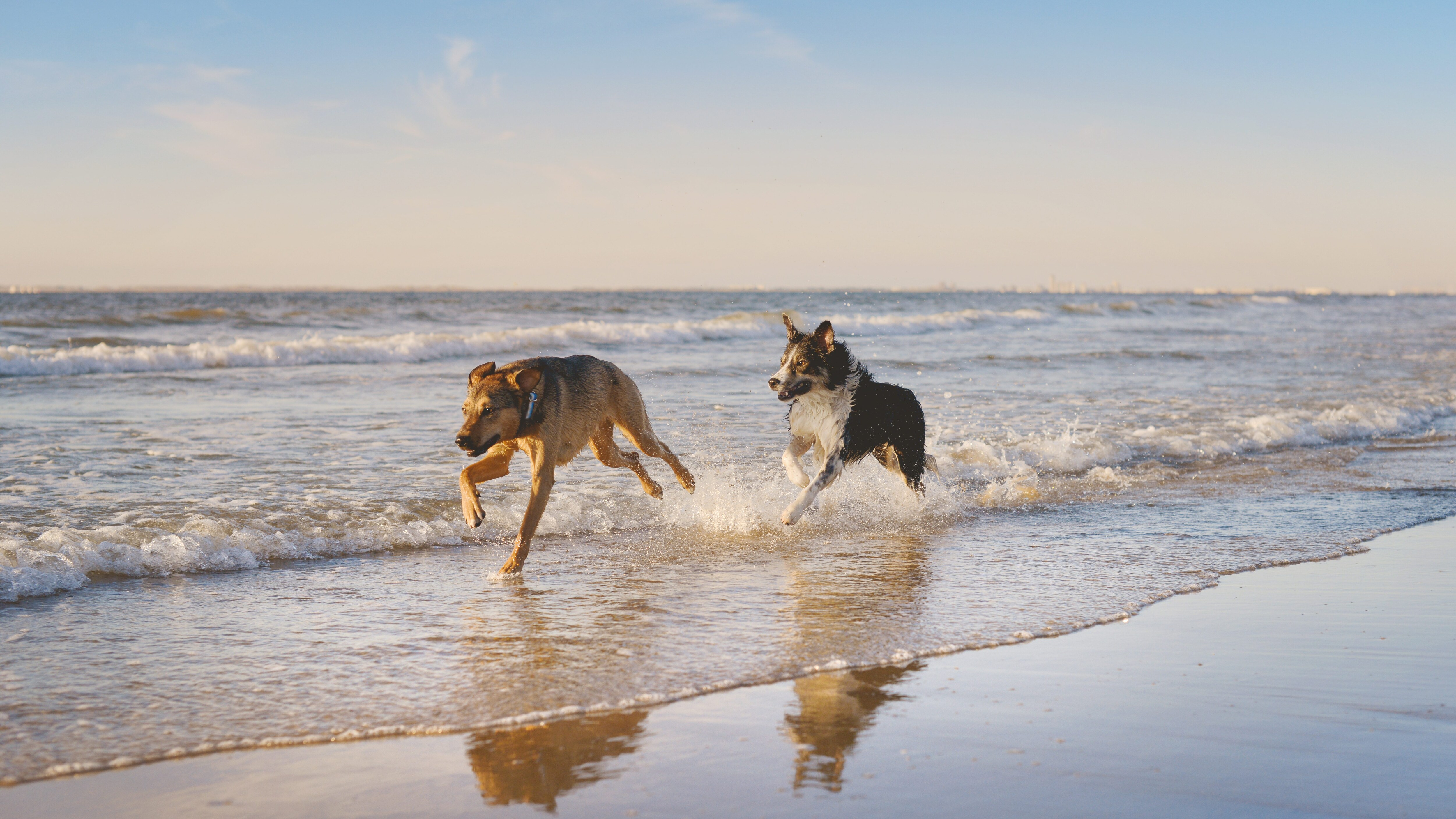 cani spiaggia