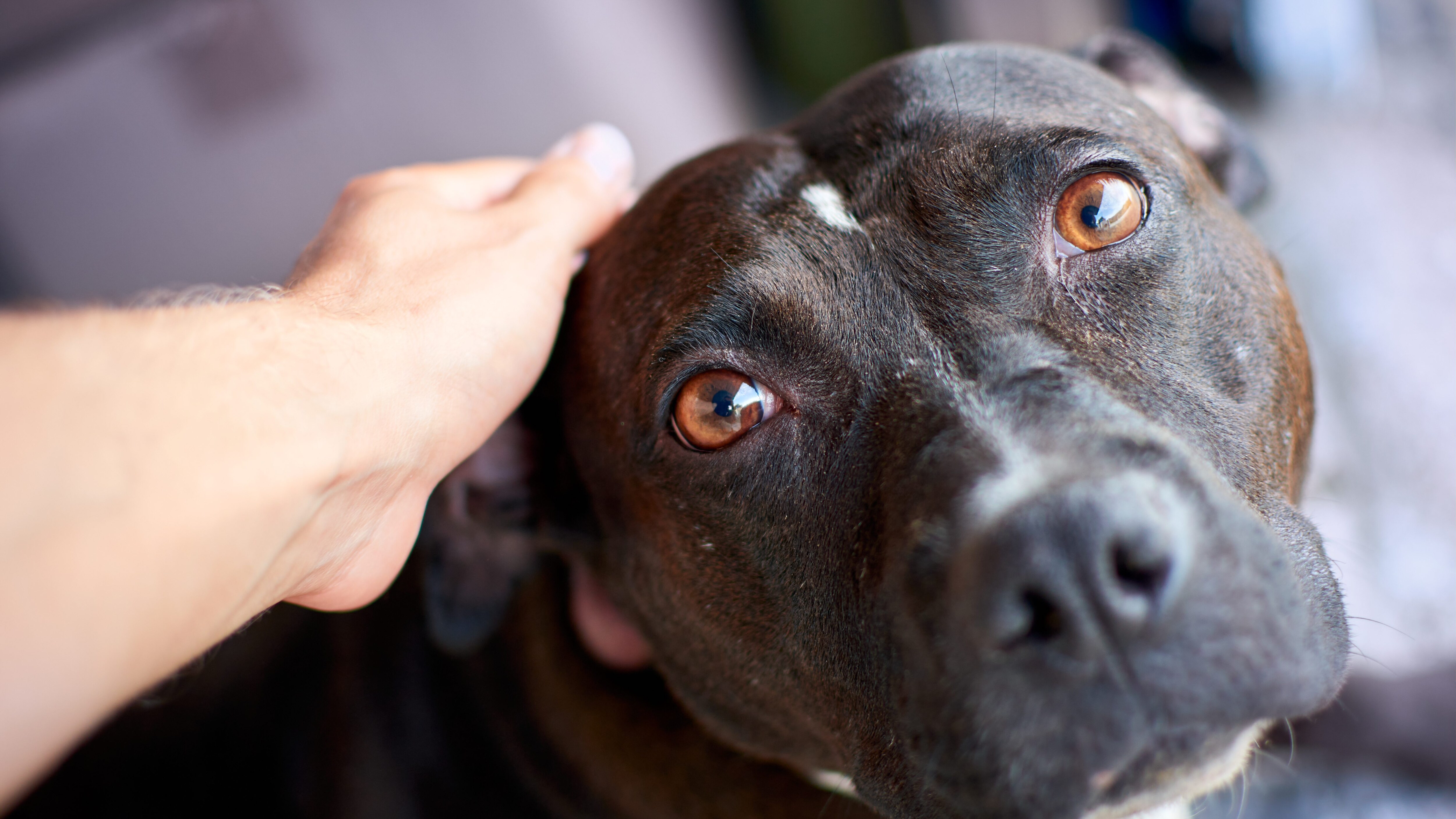 pitbull
