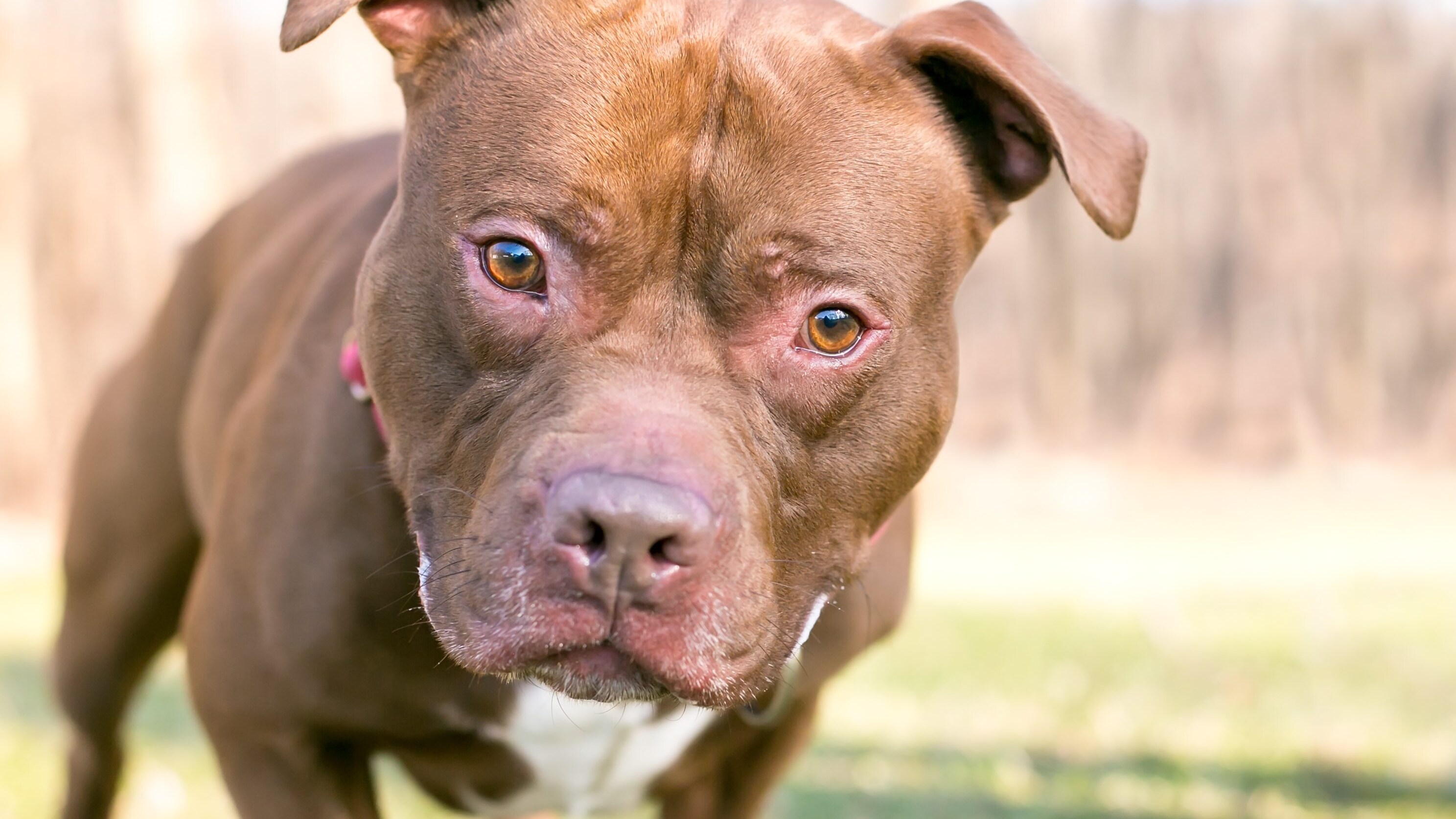 pitbull