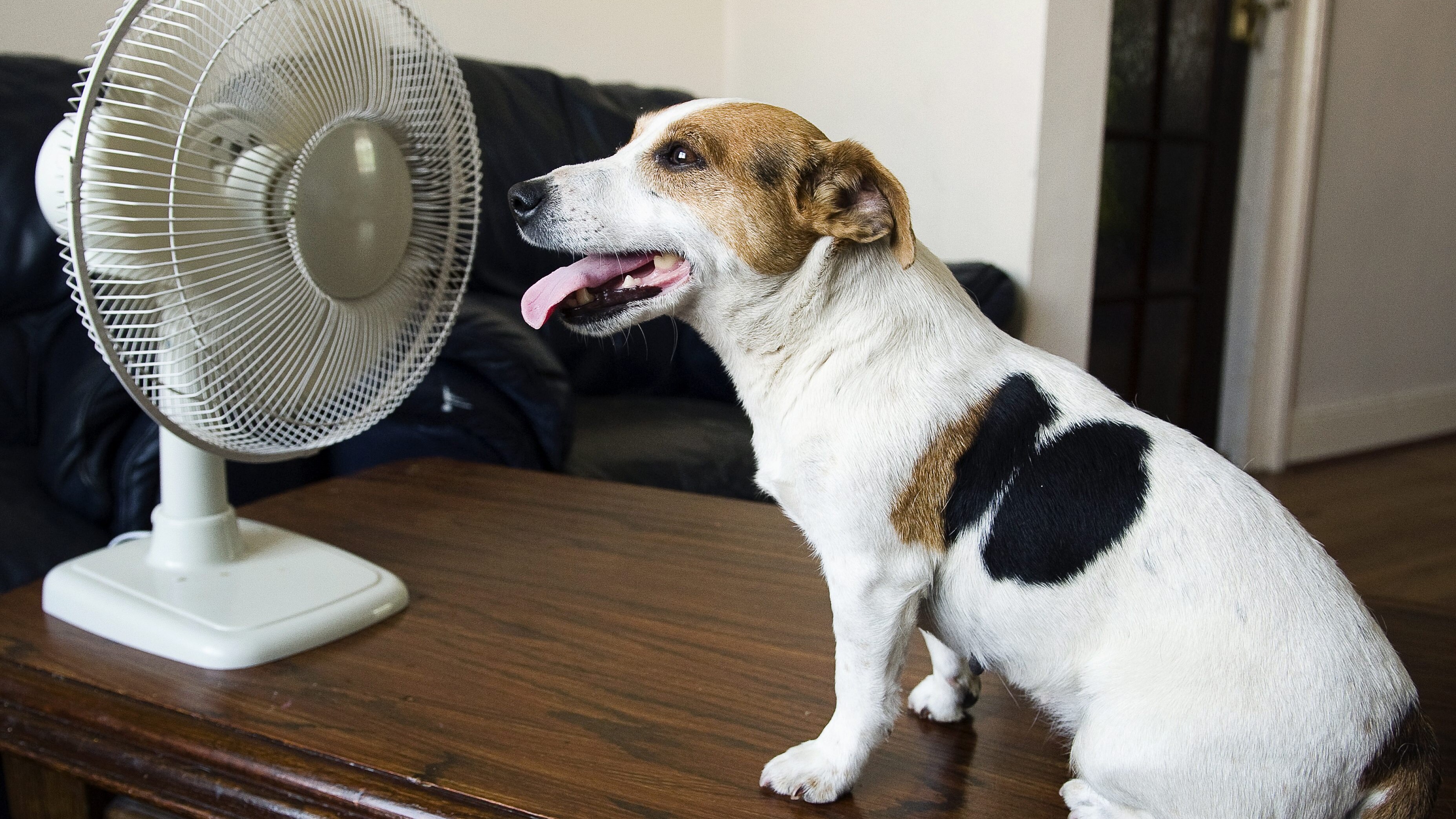 cane caldo