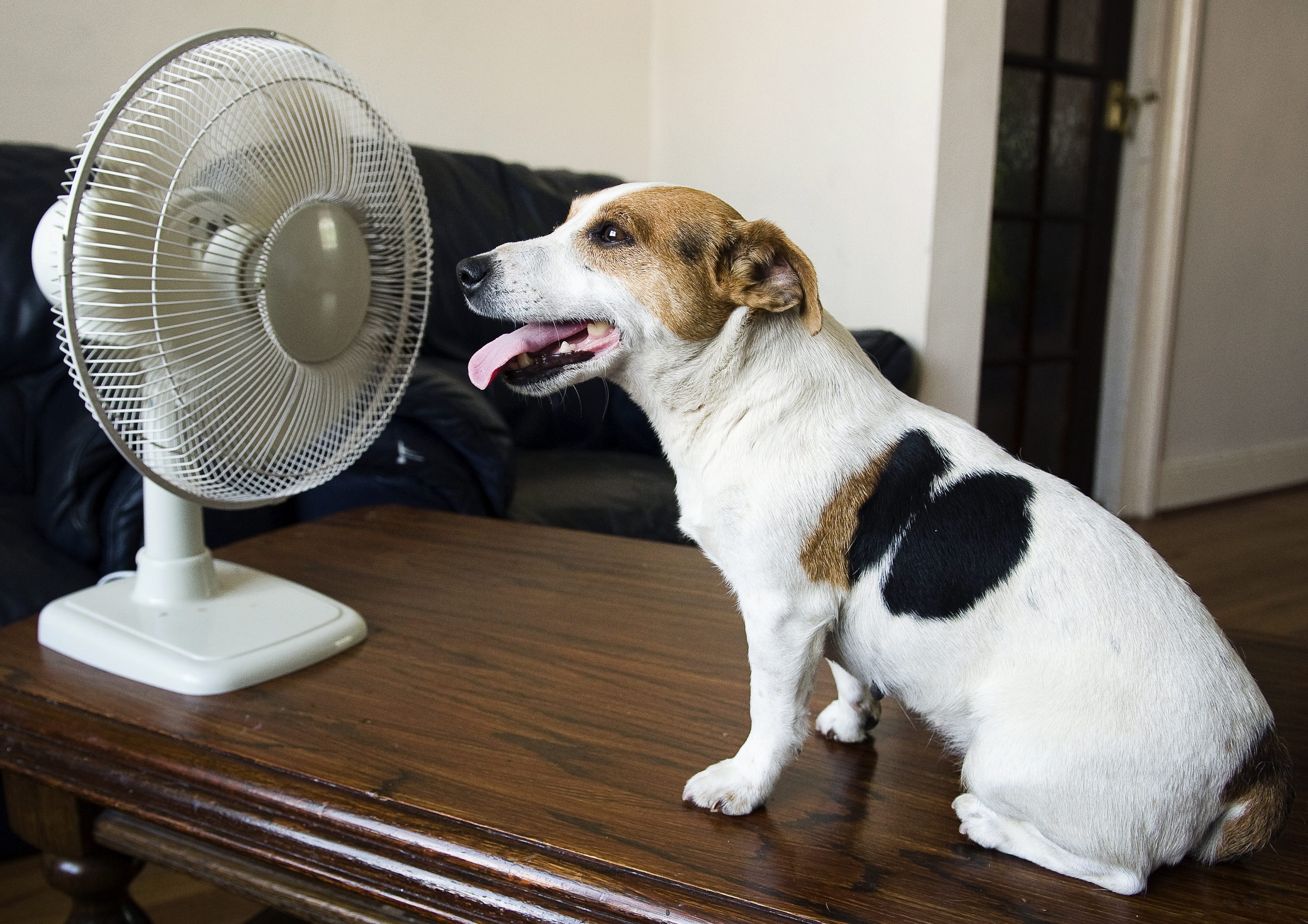 cane caldo
