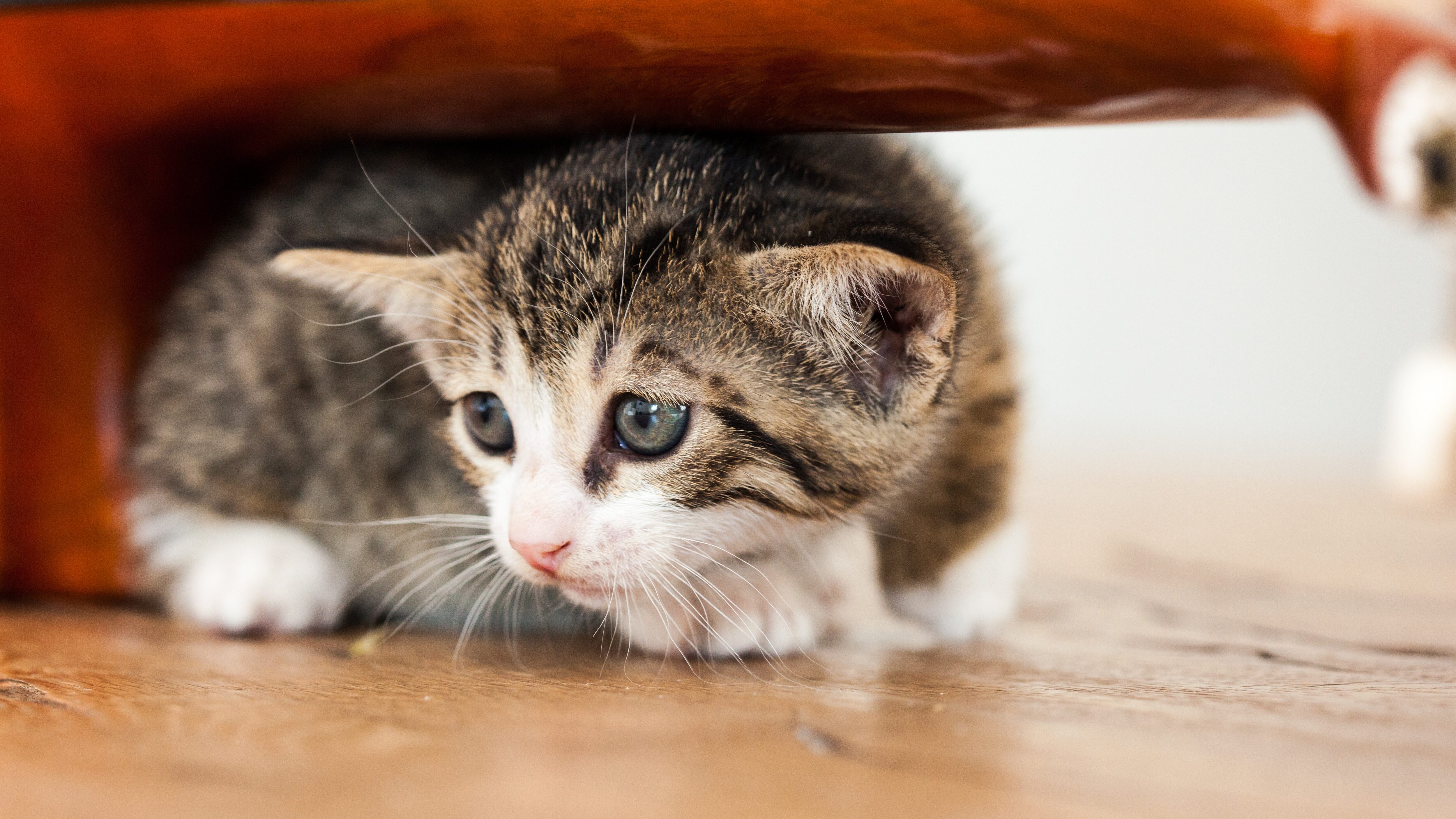 gatto