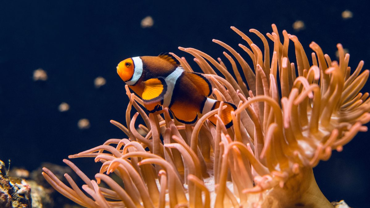 anemone pesce pagliaccio
