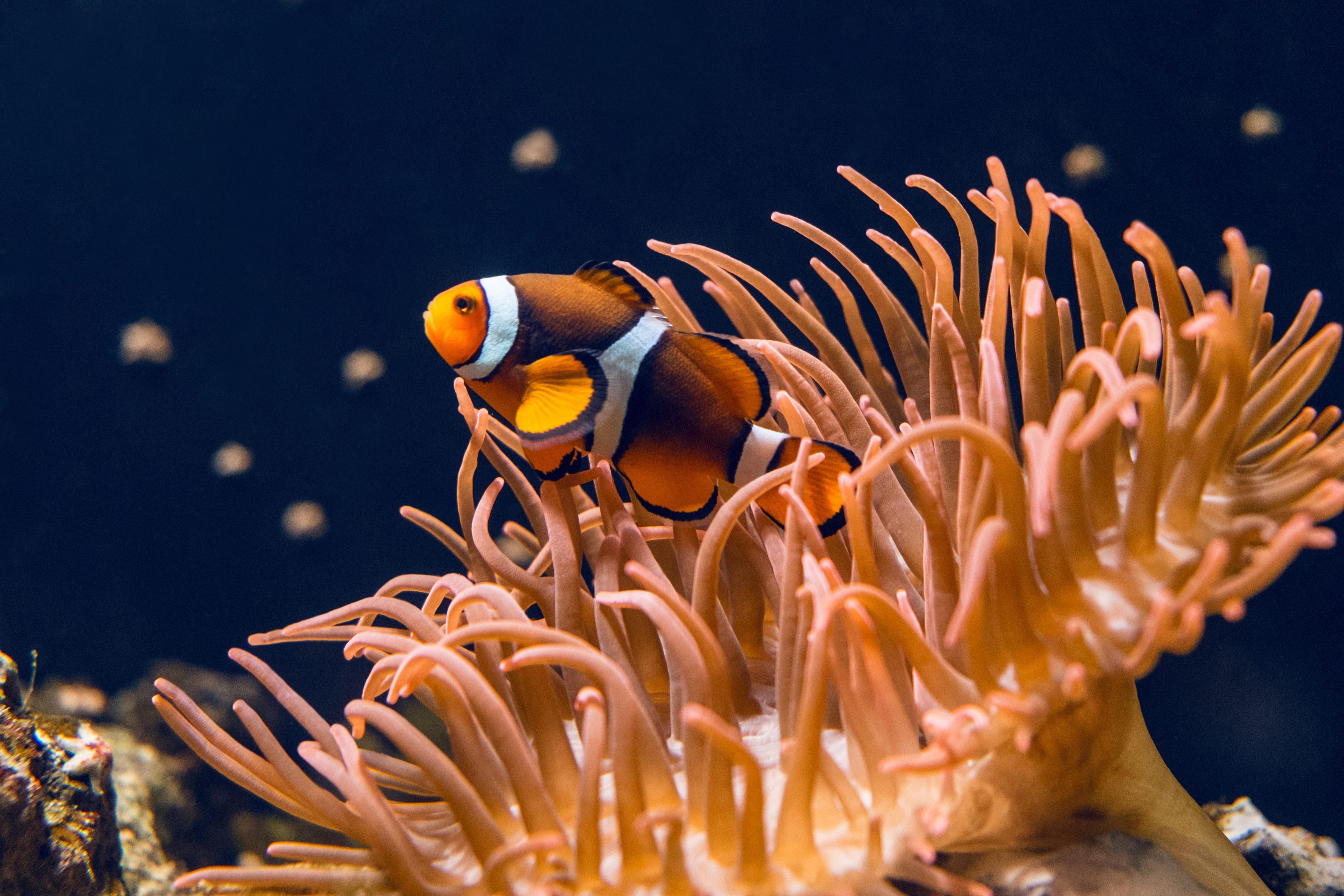 anemone pesce pagliaccio