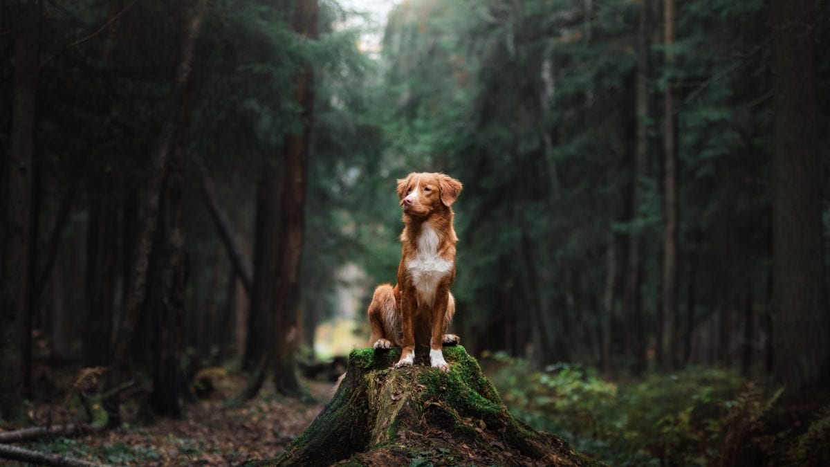 cane