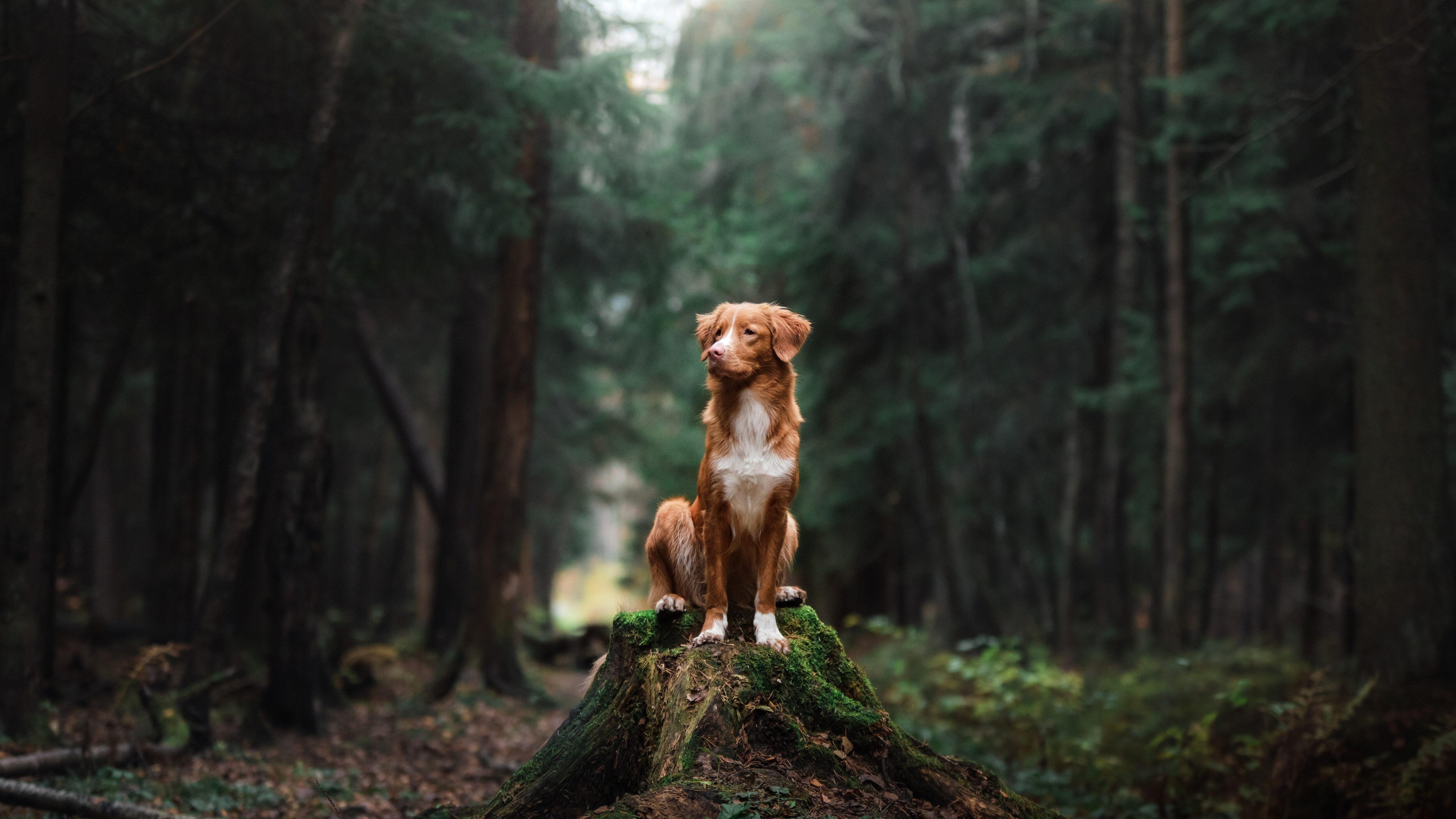 cane