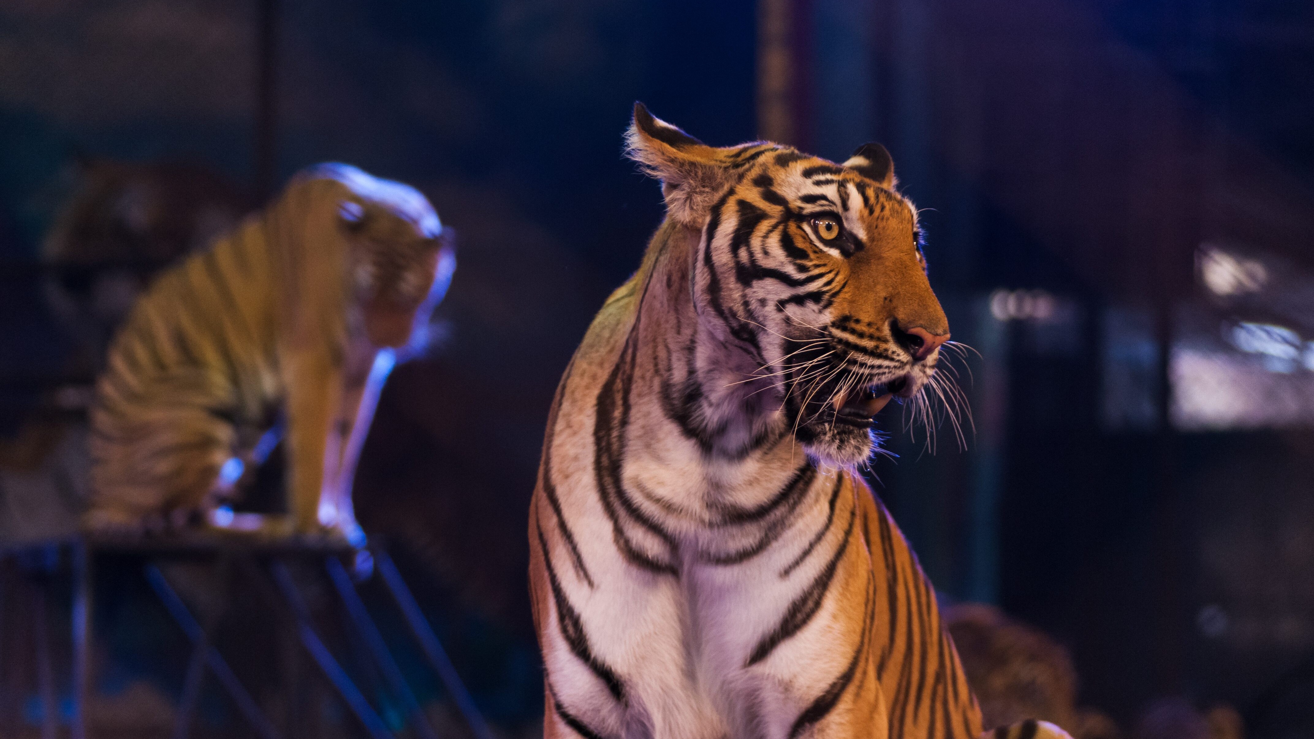 tigre circo