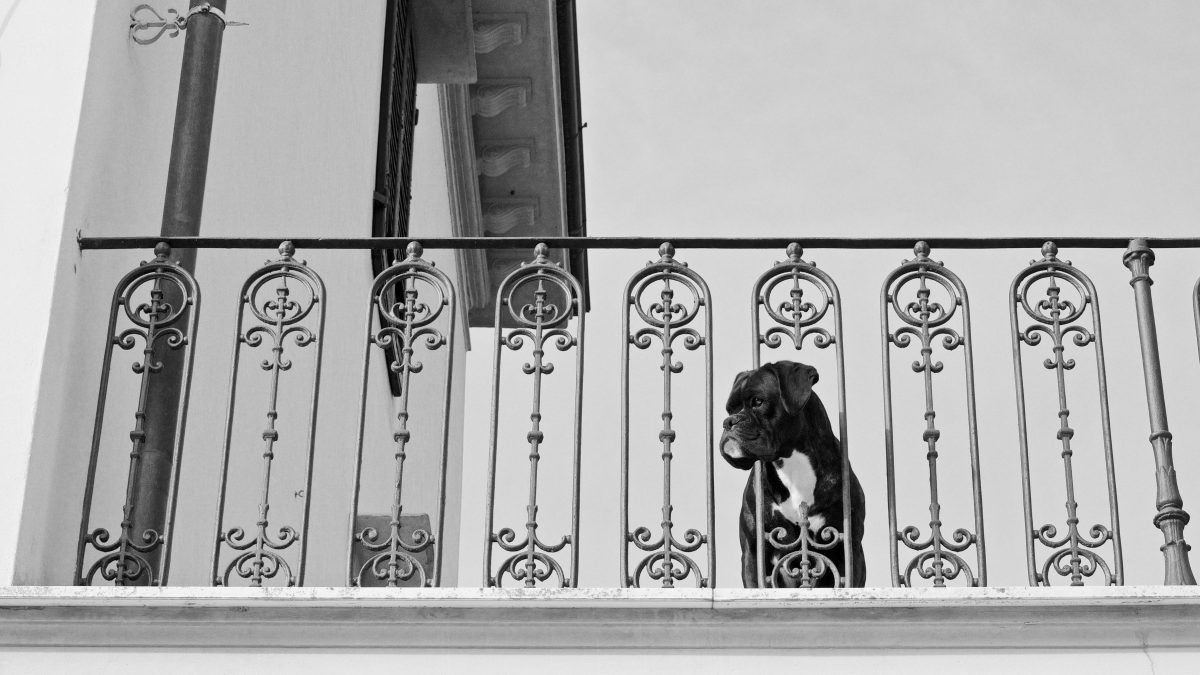cane nero balcone