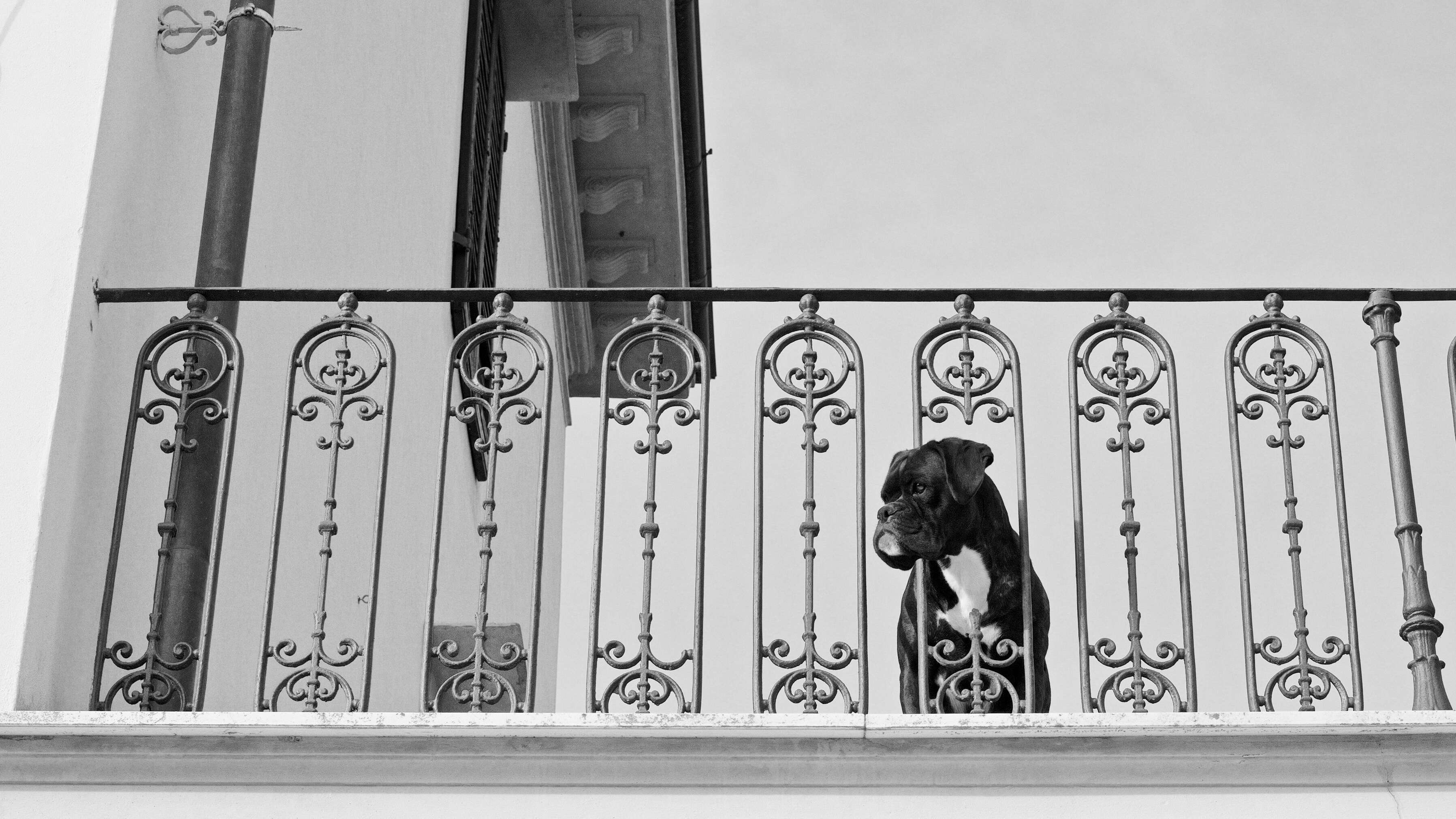 cane nero balcone