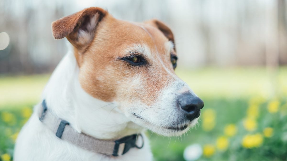 cane jack russel