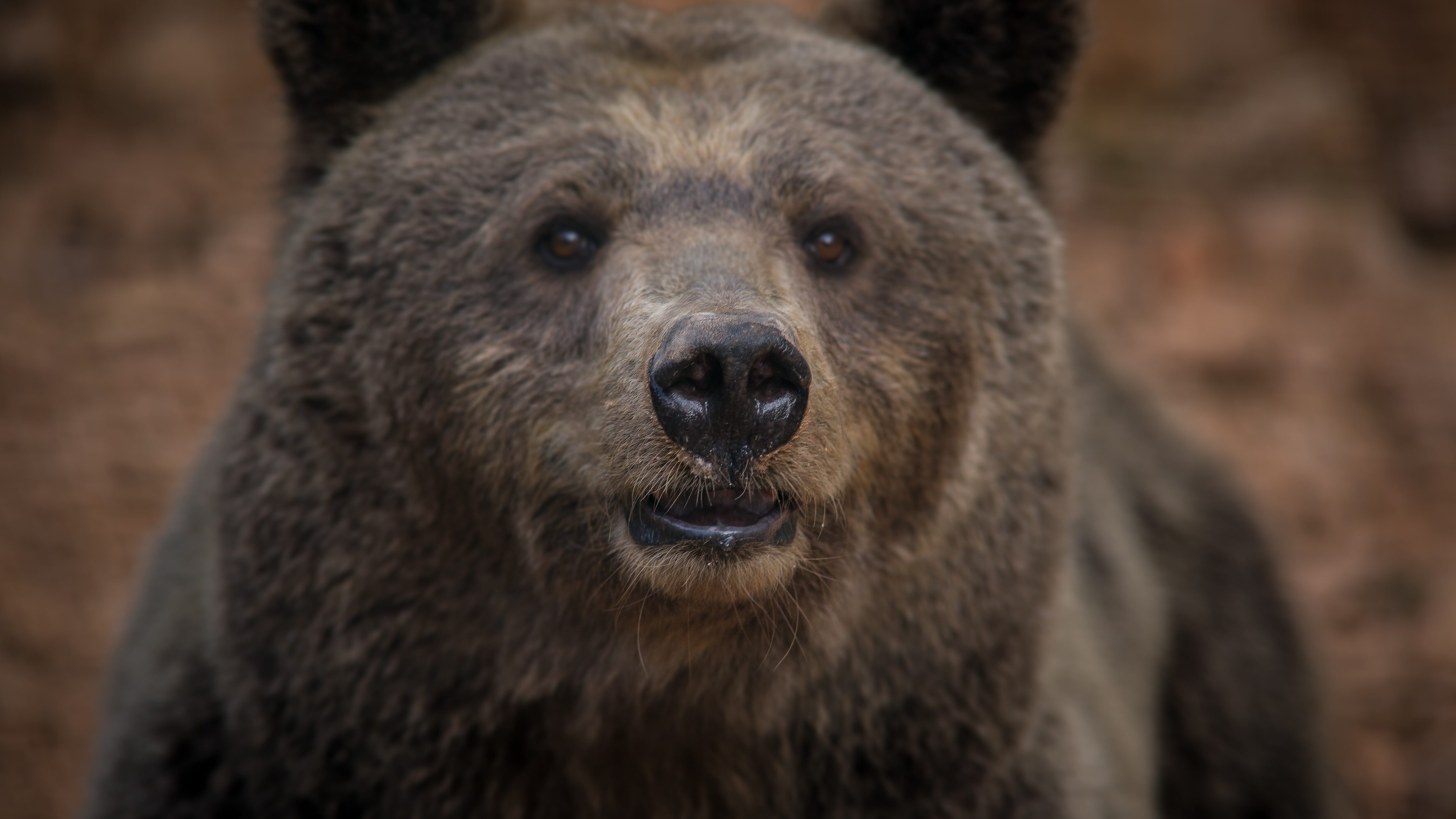orso marsicano parco abruzzo