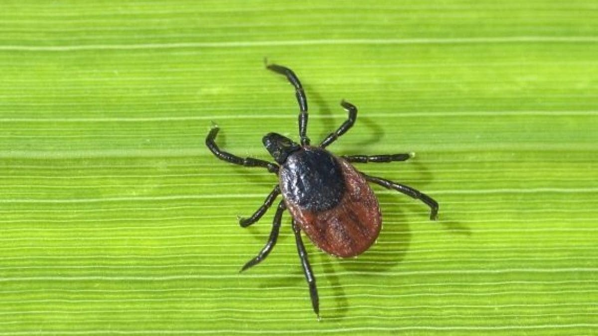 zecca