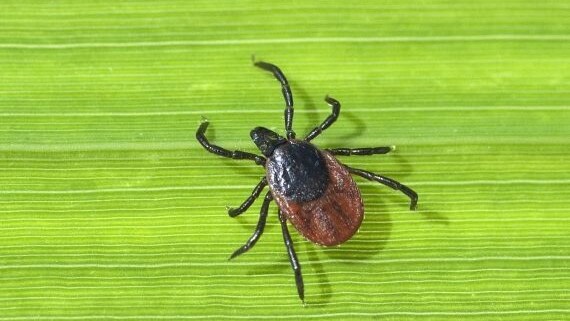 zecca