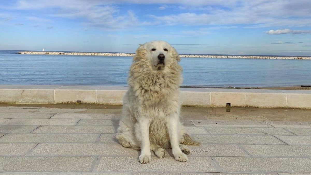 Henry cane di quartiere