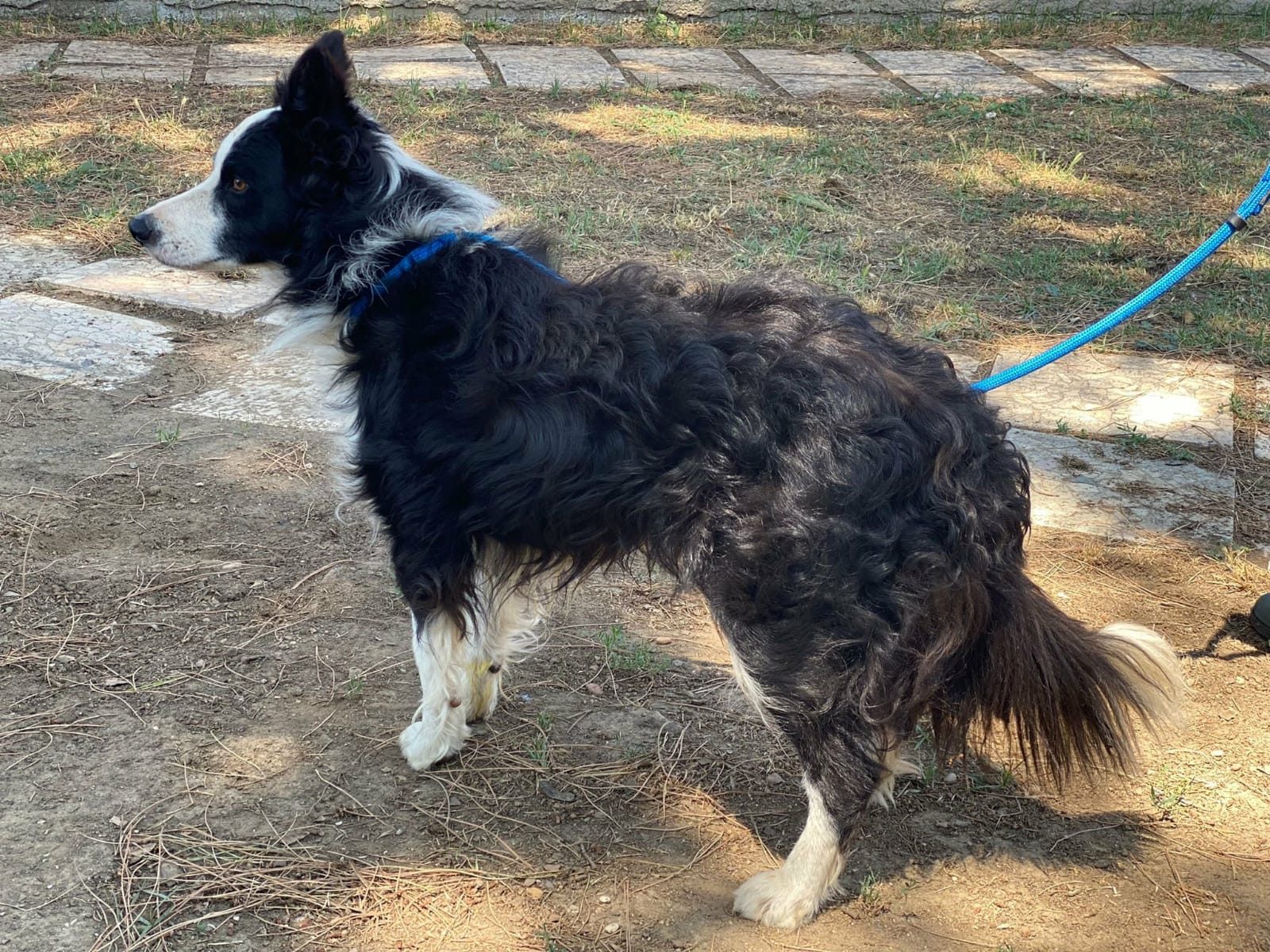 Sacca Sportiva/zaino In Cotone Con Stampa "Border Collie Pazzo" - Unisex, 37x46 Cm, 12L - Idea Regalo Per Proprietari Di Cani