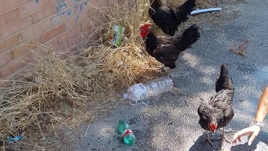 Galline | Kodami
