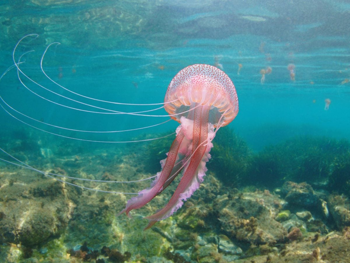 La medusa luminosa (Pelagia noctiluca) — free download
