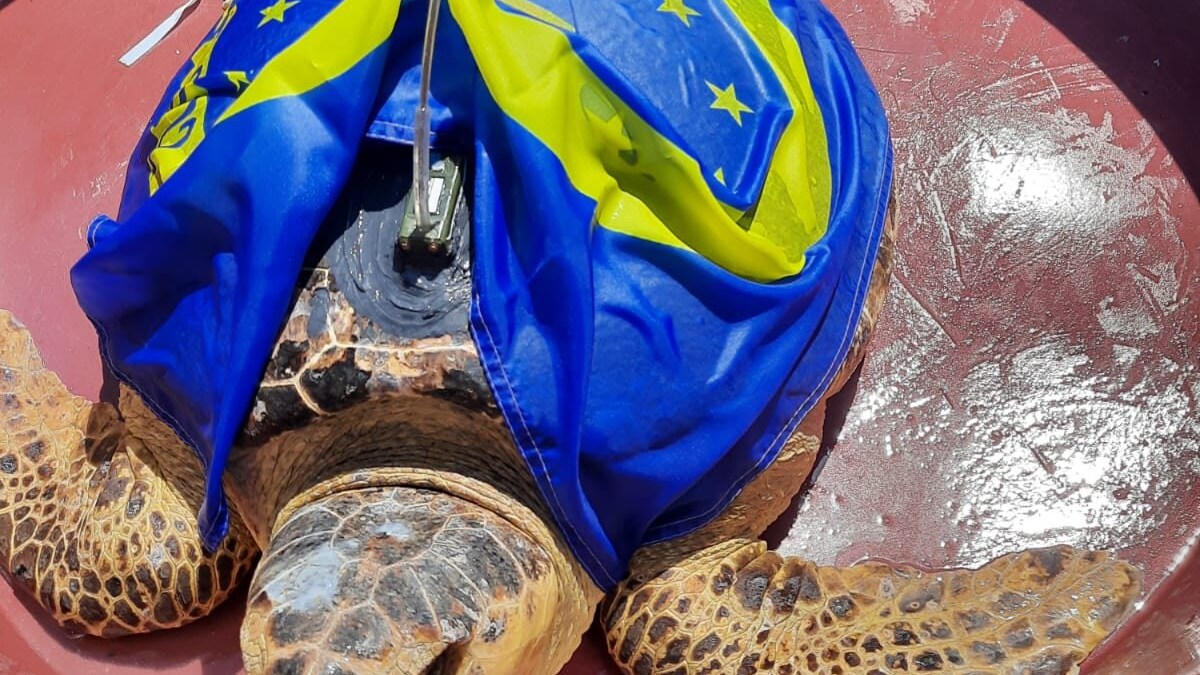 Tartaruga LIFE con satellitare