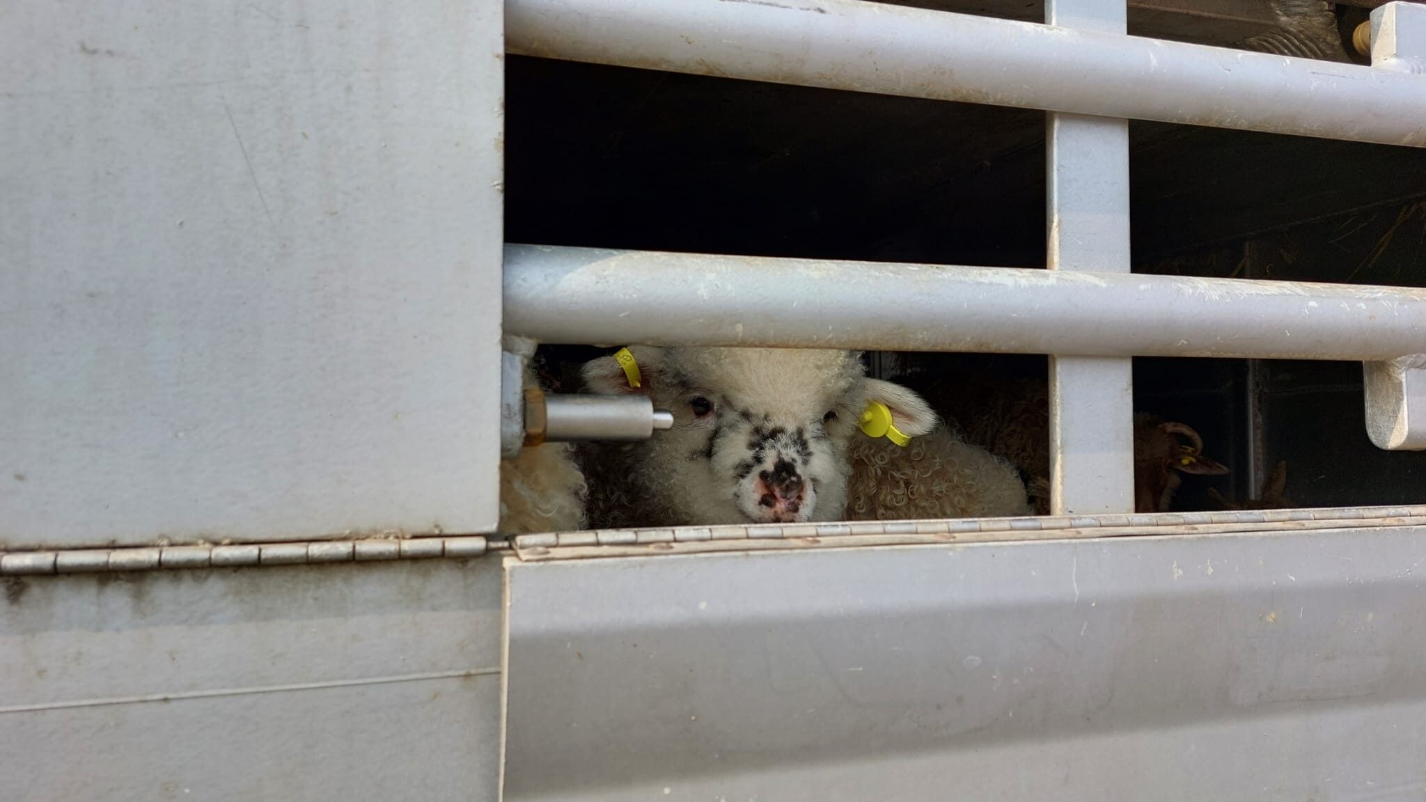 trasporto di animali vivi