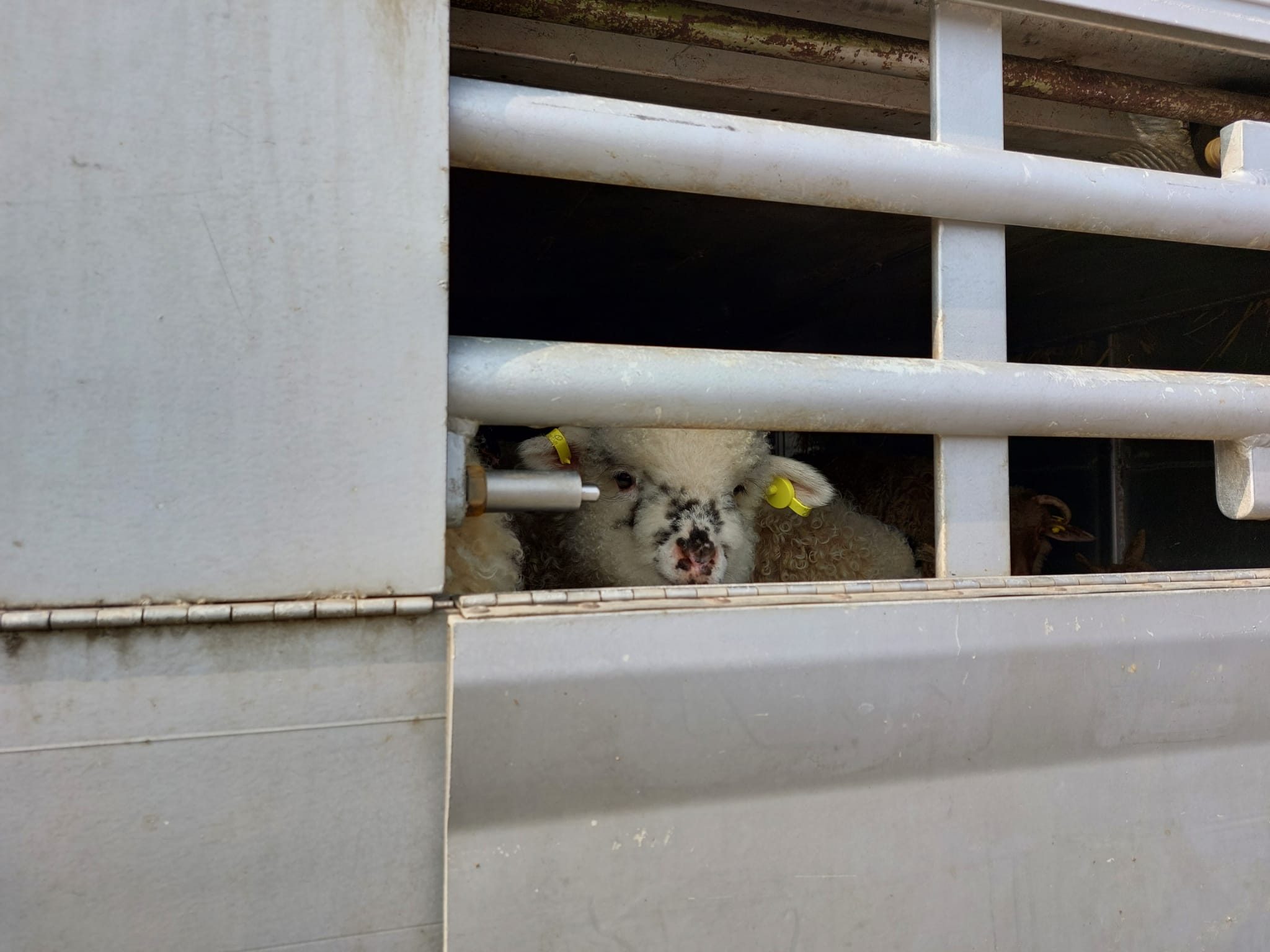 trasporto di animali vivi