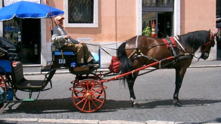 cavallo caserta