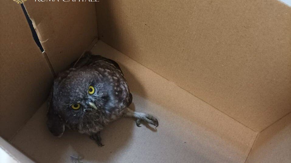 civetta ferita