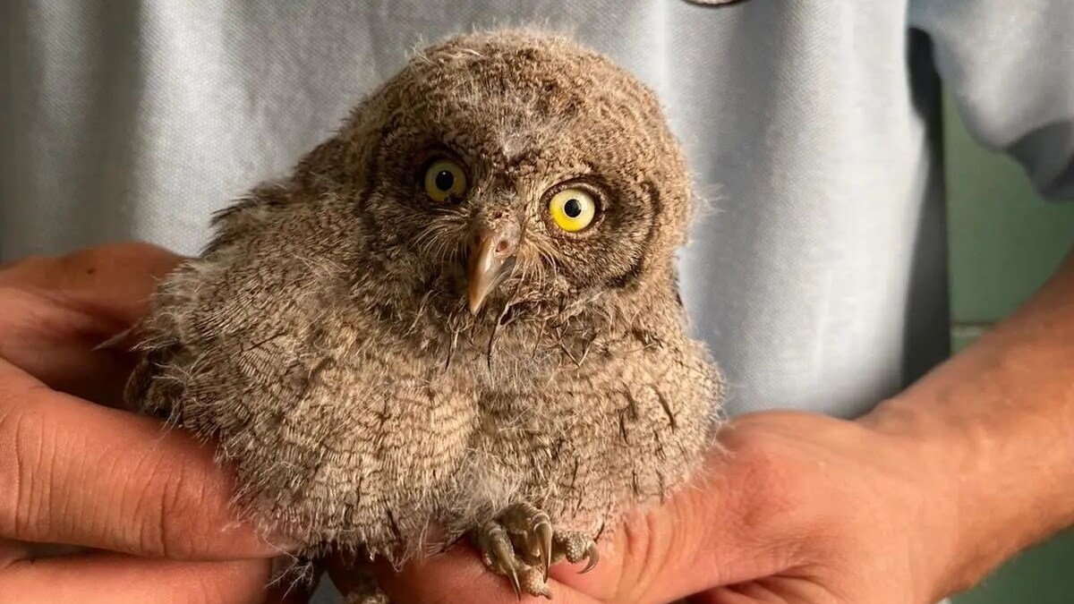 civetta salvata milano