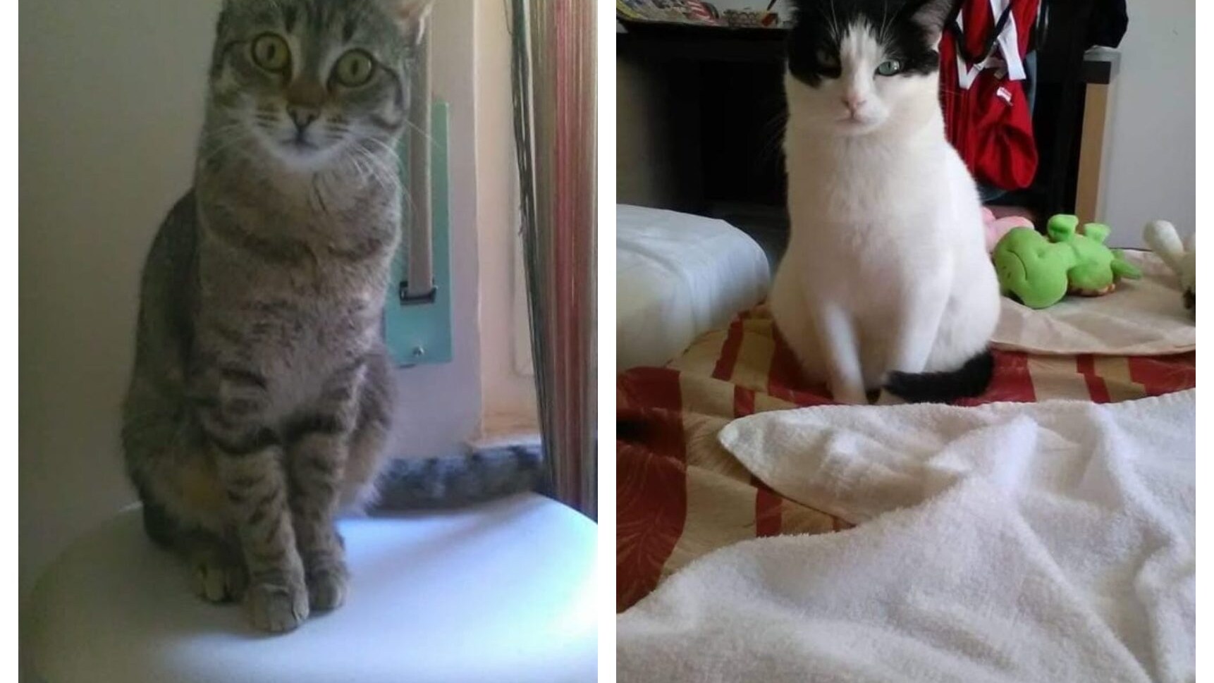 gatte san benedetto del tronto omicidio