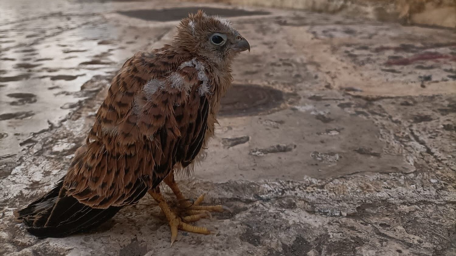 falco grillaio pullo