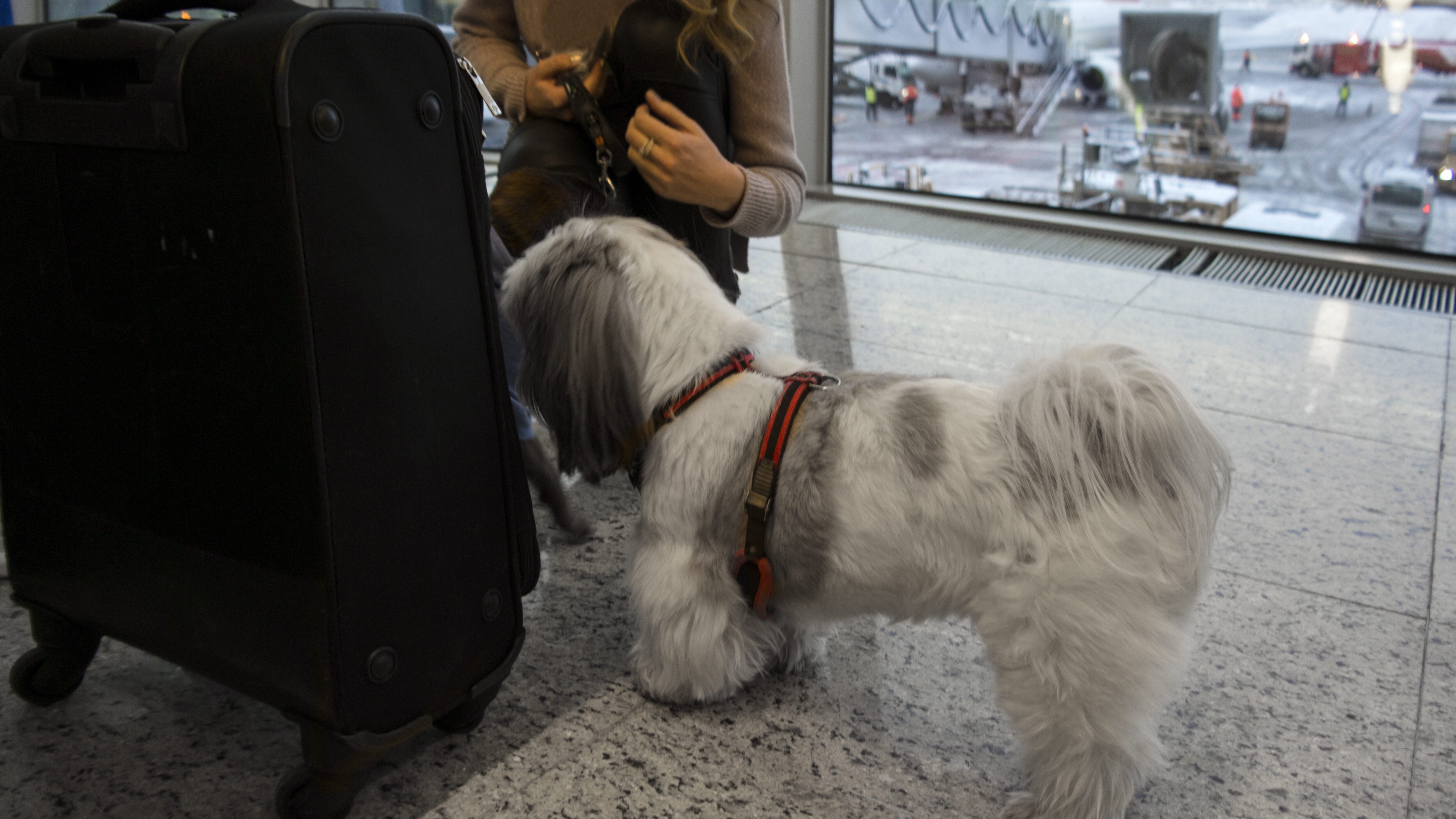 cane aeroporto