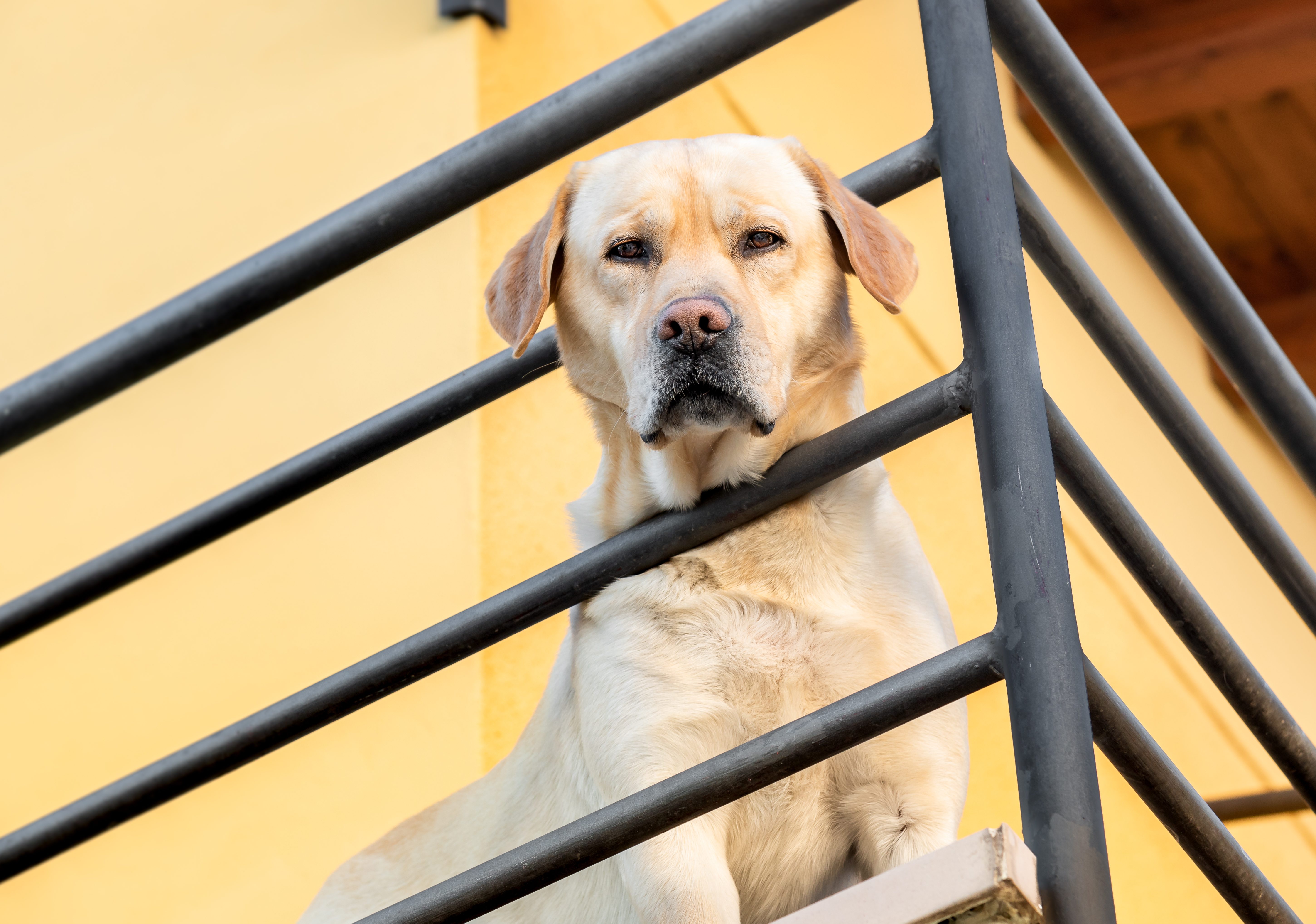 cane balcone