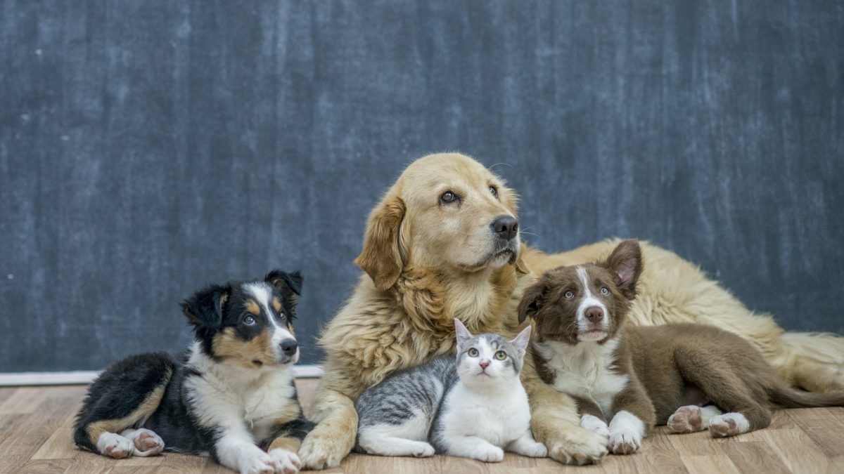 cani gatti