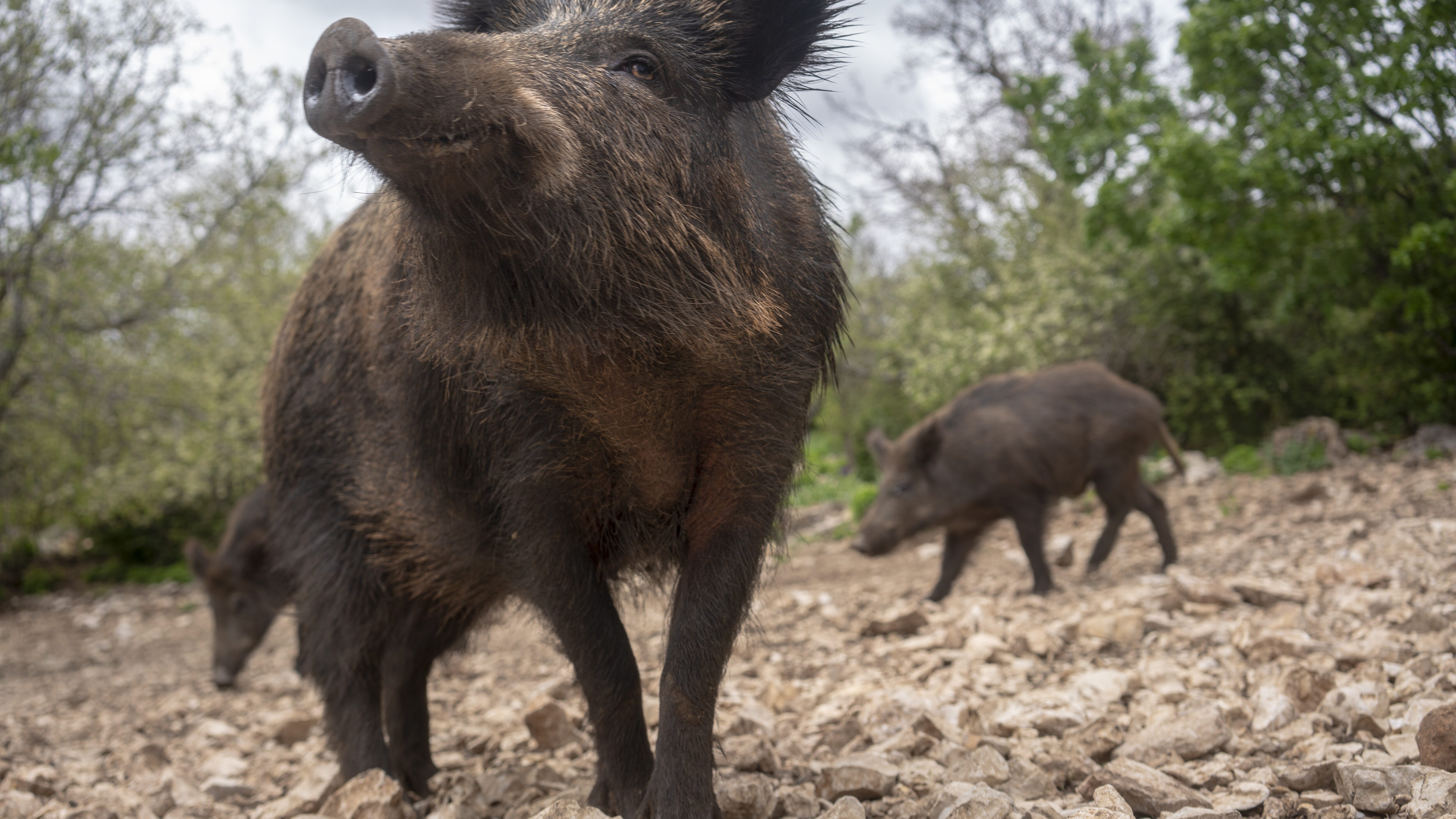 cinghiale
