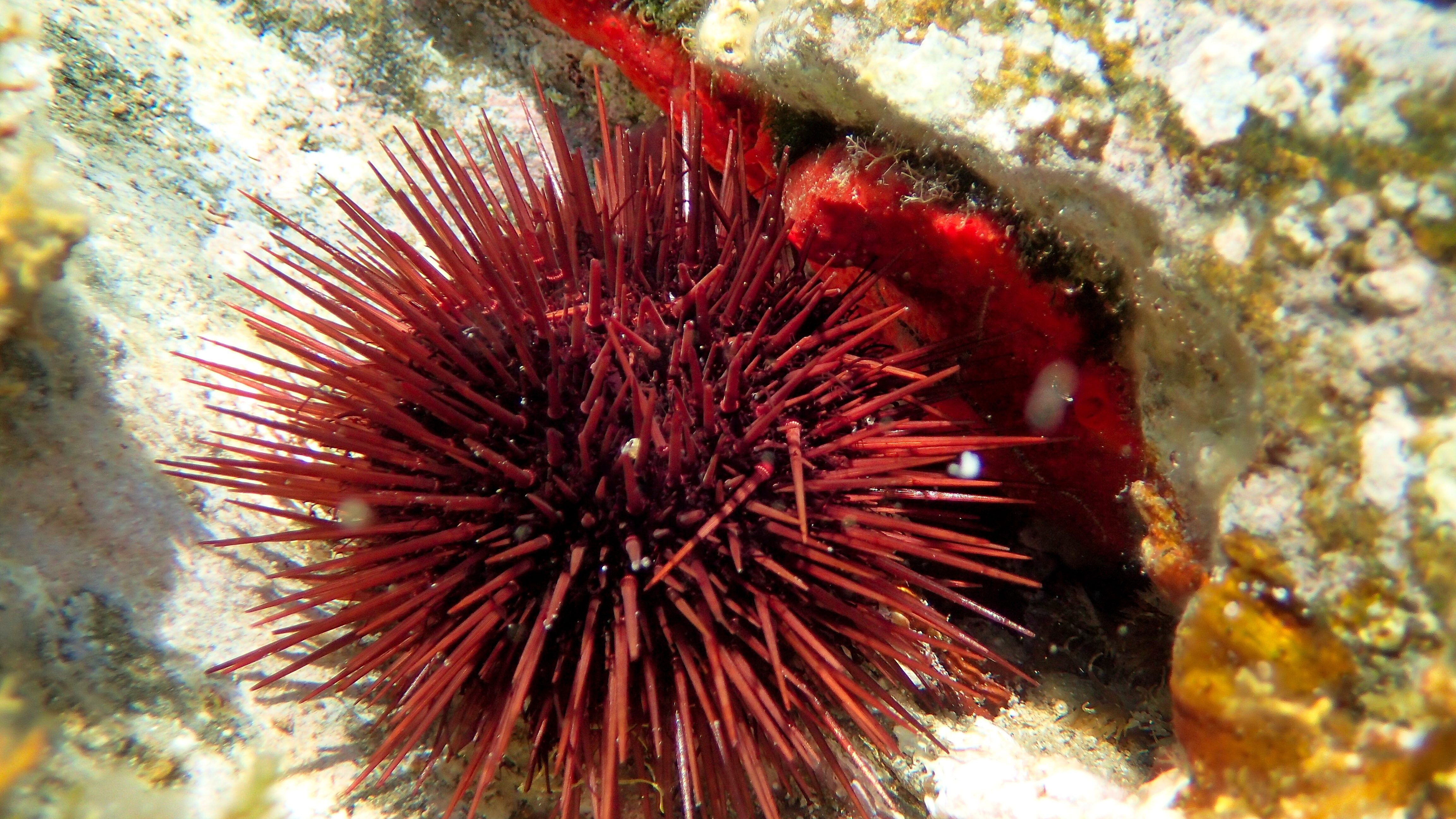Riccio di mare viola (Paracentrotus lividus)