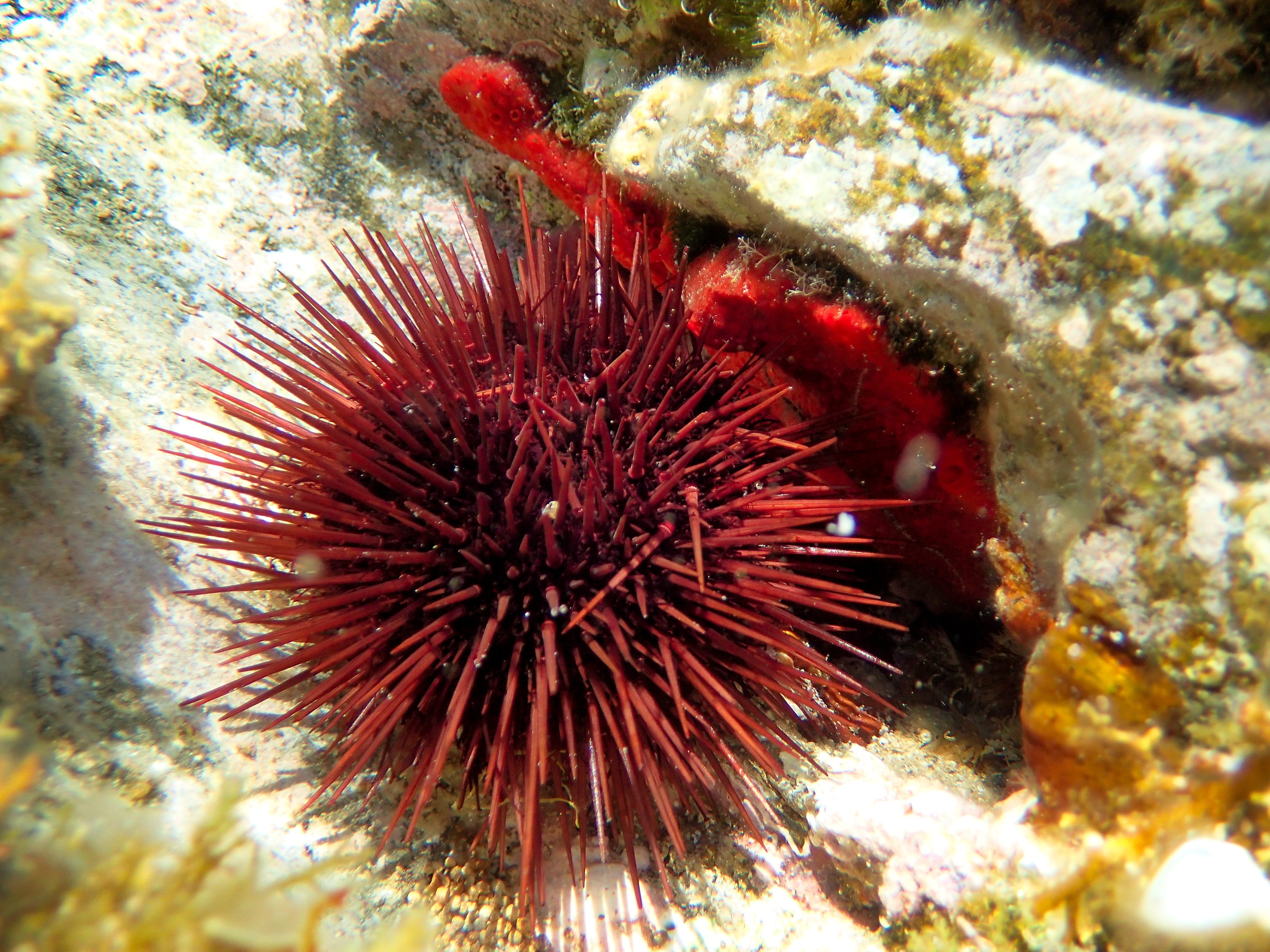 Riccio di mare viola (Paracentrotus lividus)