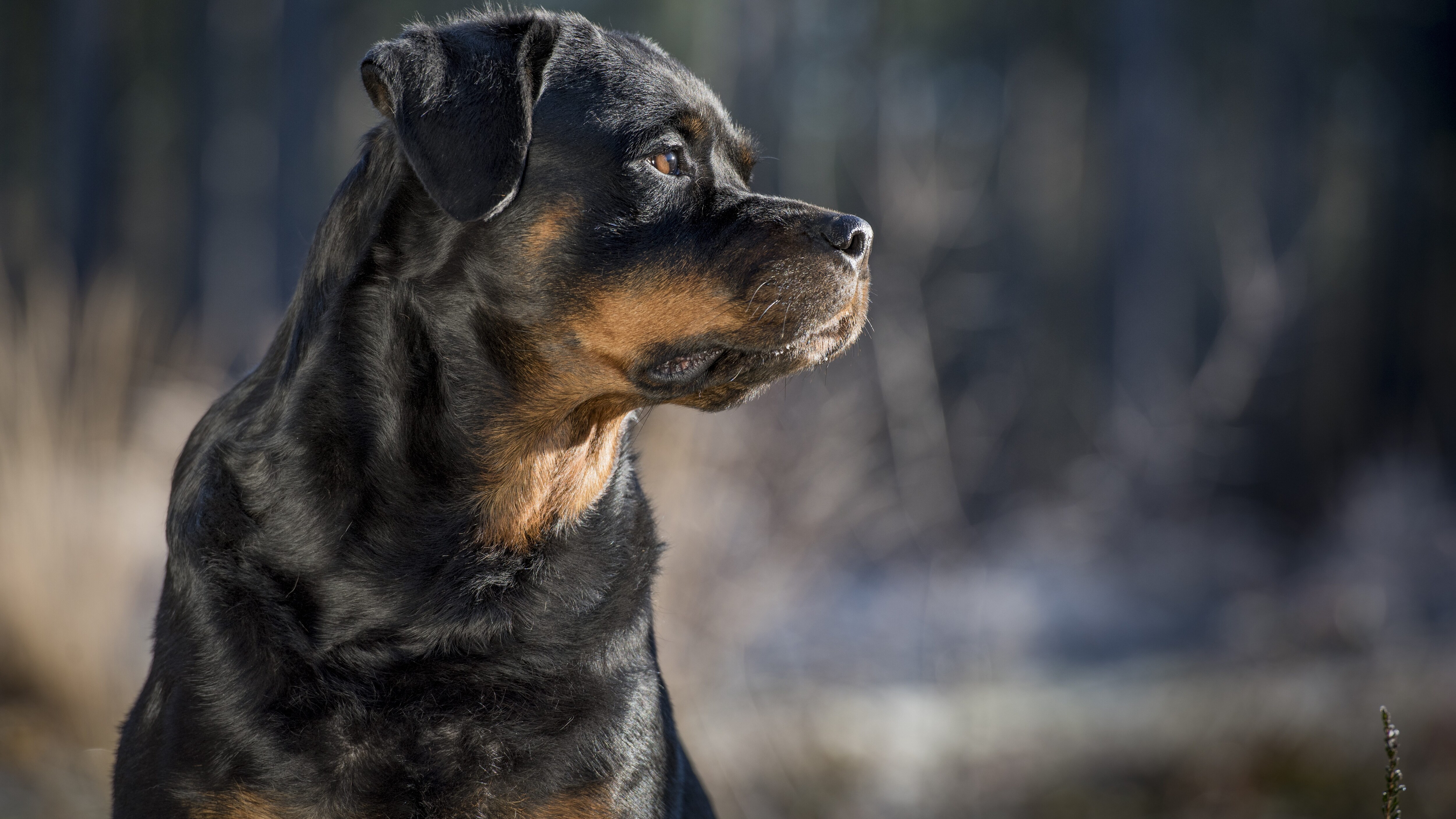 Rottweiler
