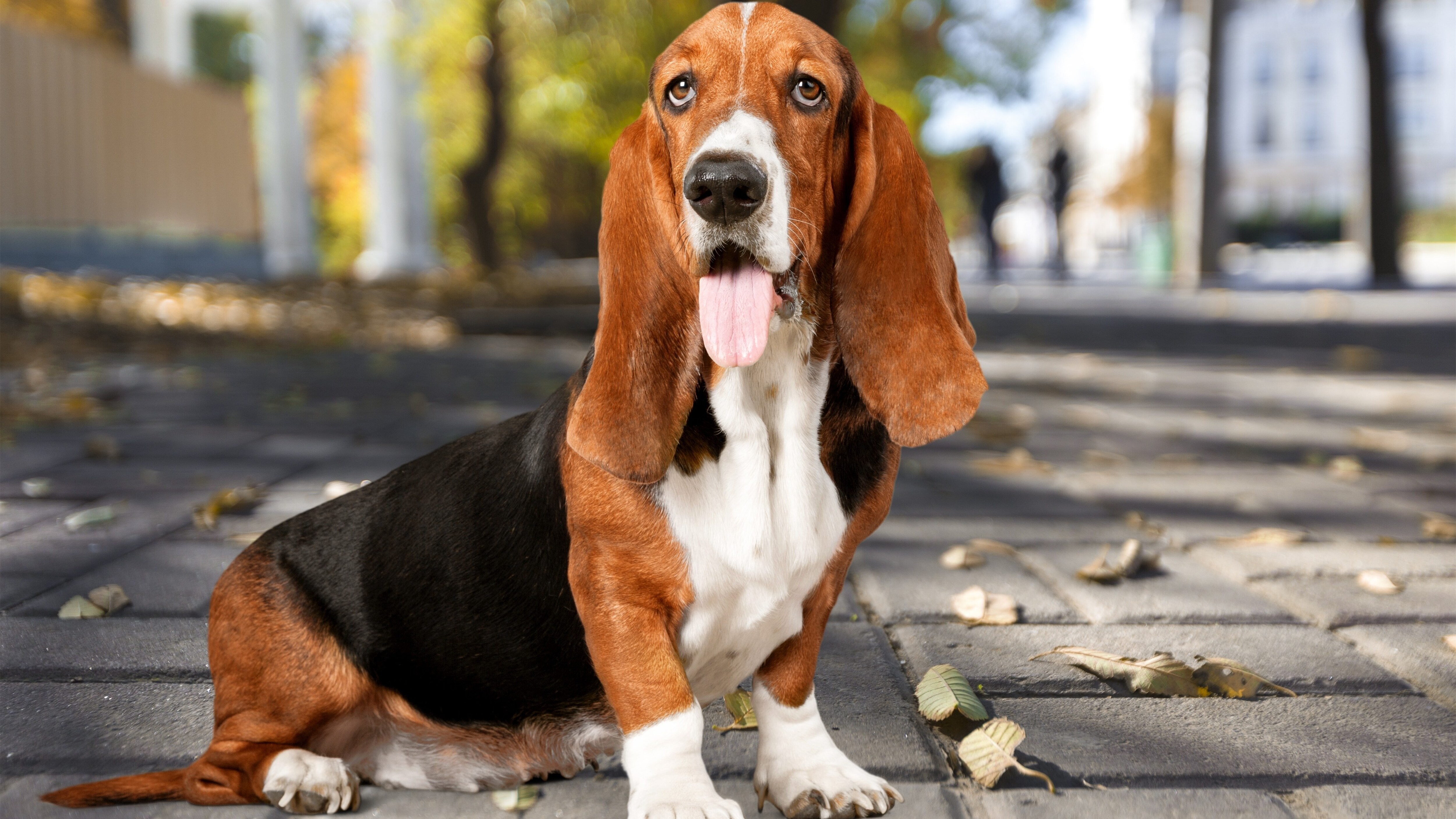 Basset Hound