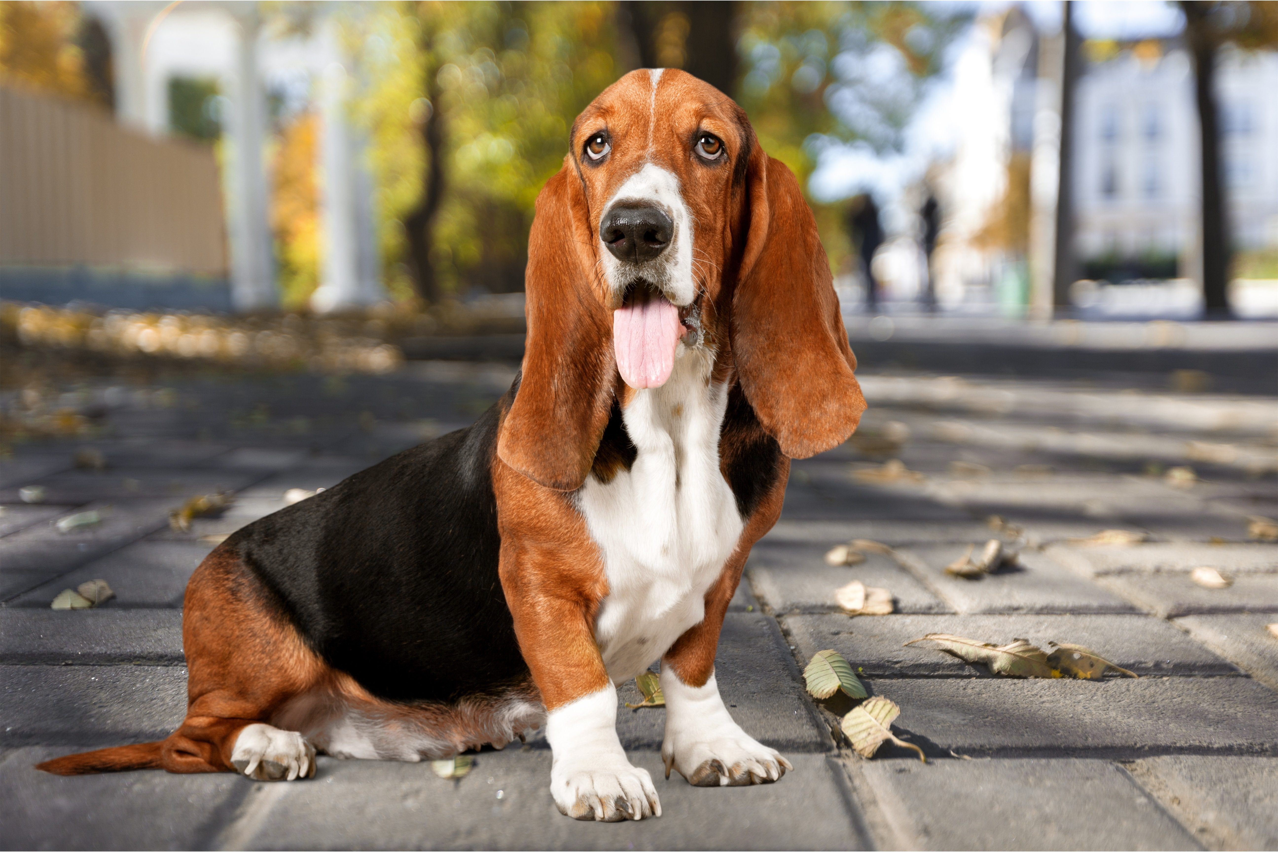 Basset Hound