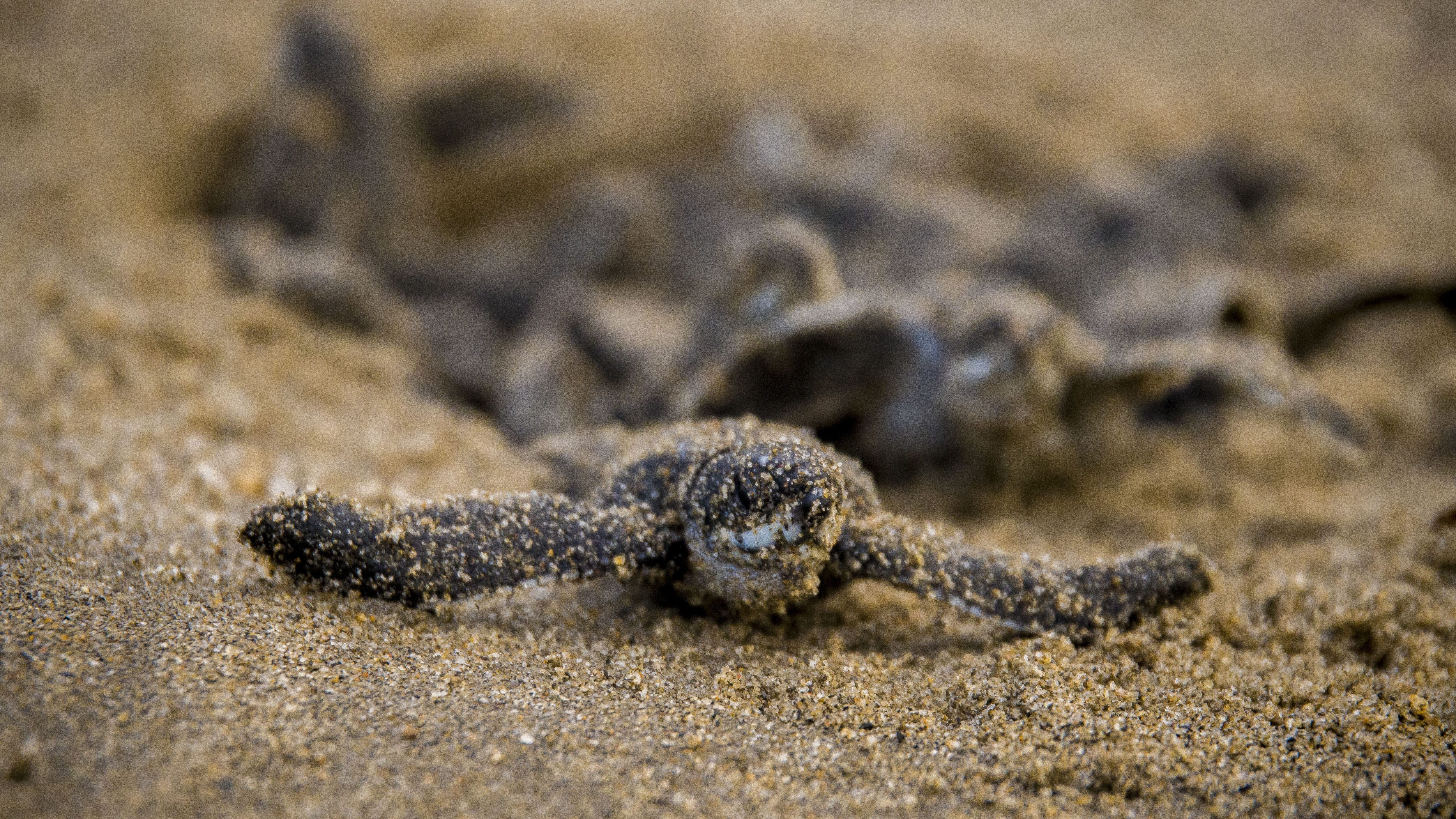 Tartaruga Caretta caretta