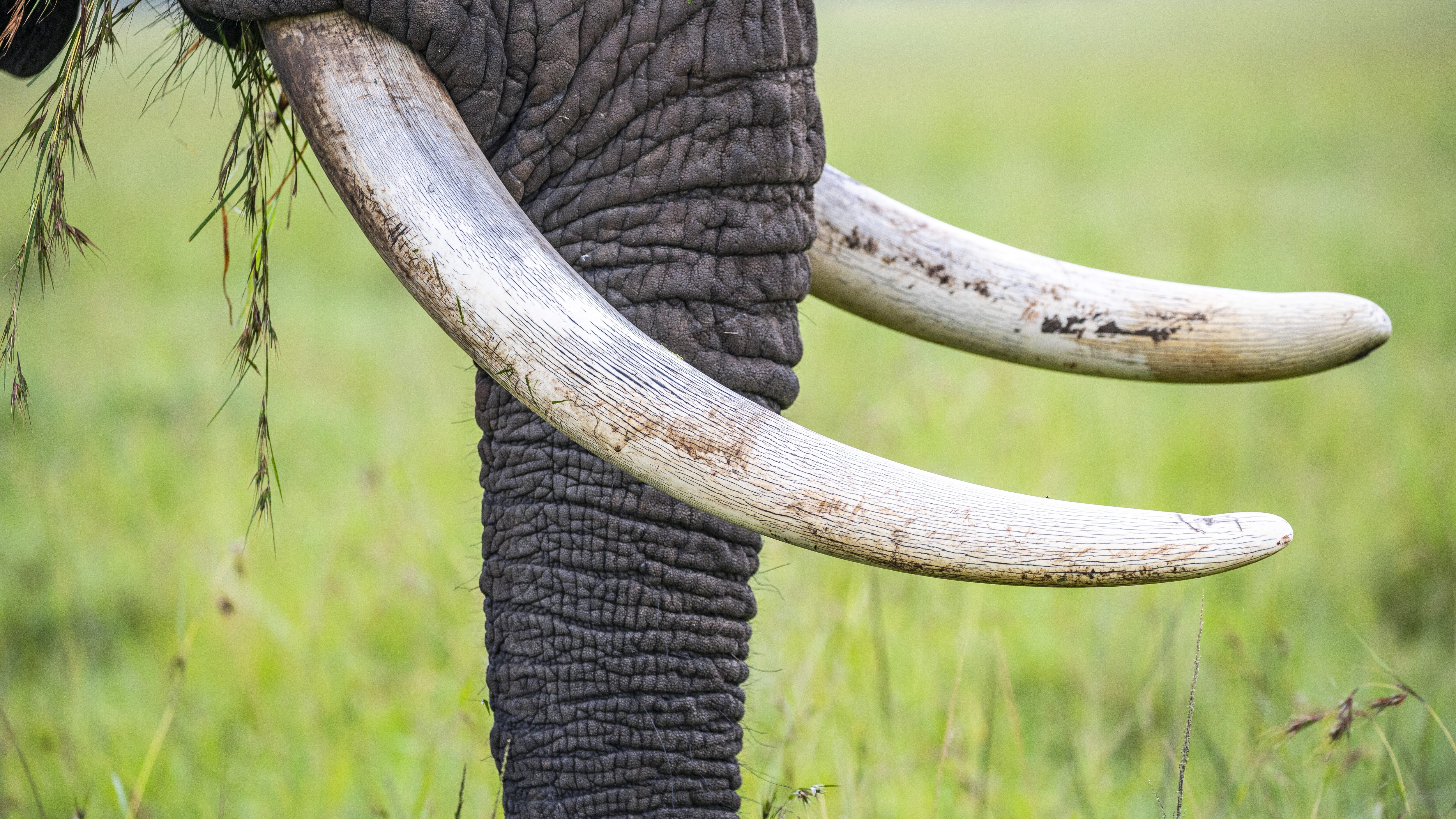 elefante zanne