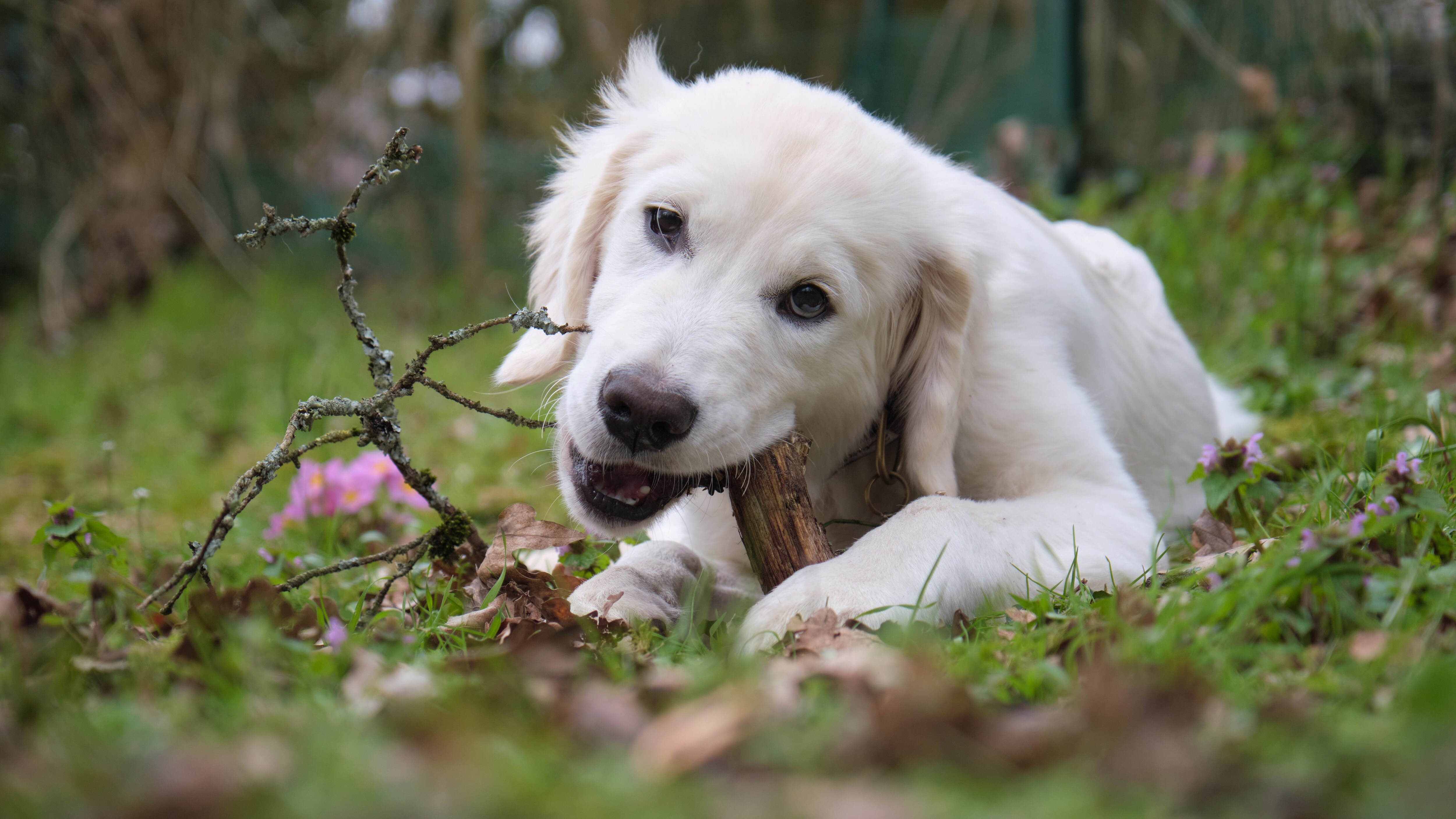 cane rosicchia legno