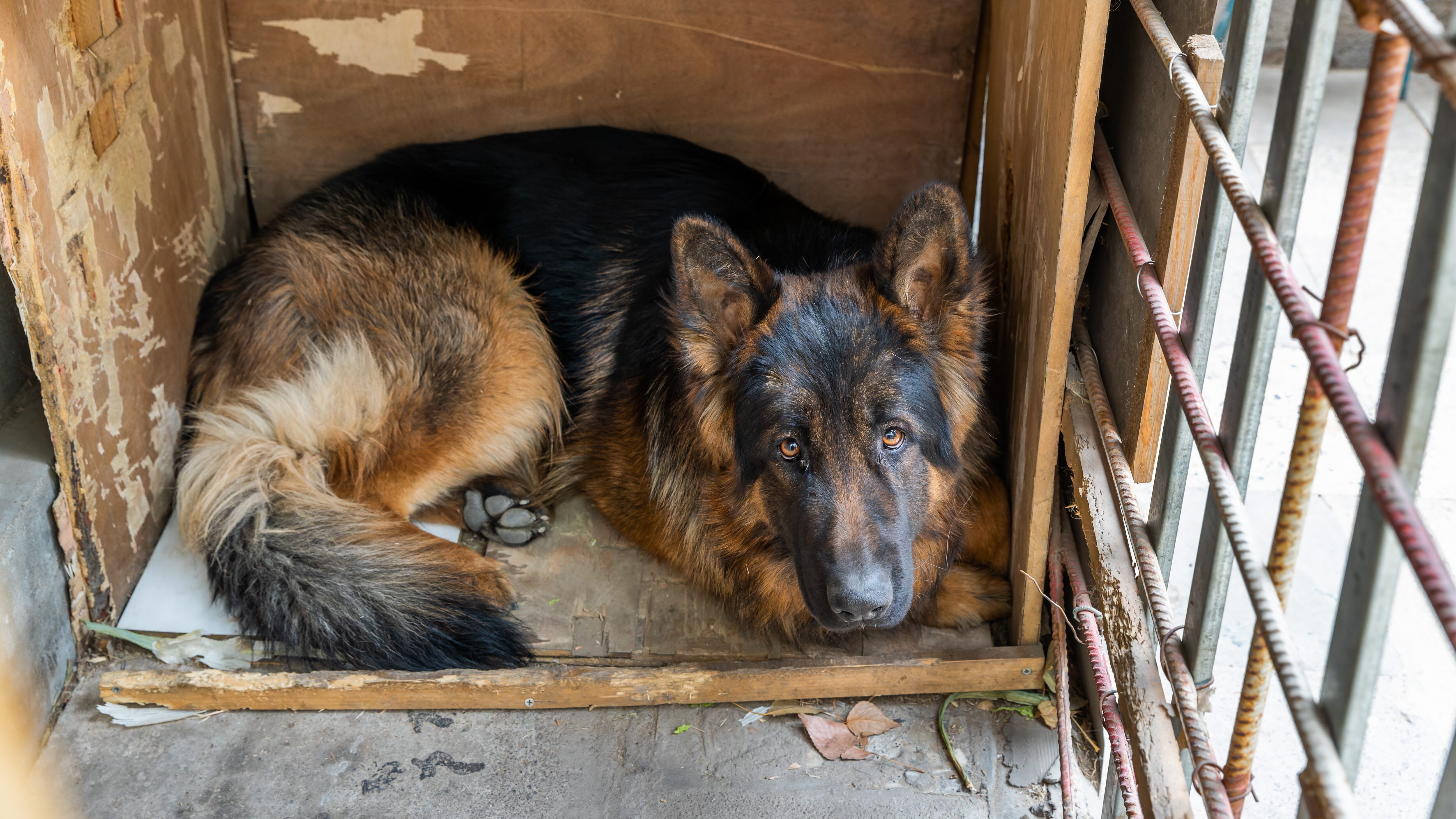 cane pastore tedesco