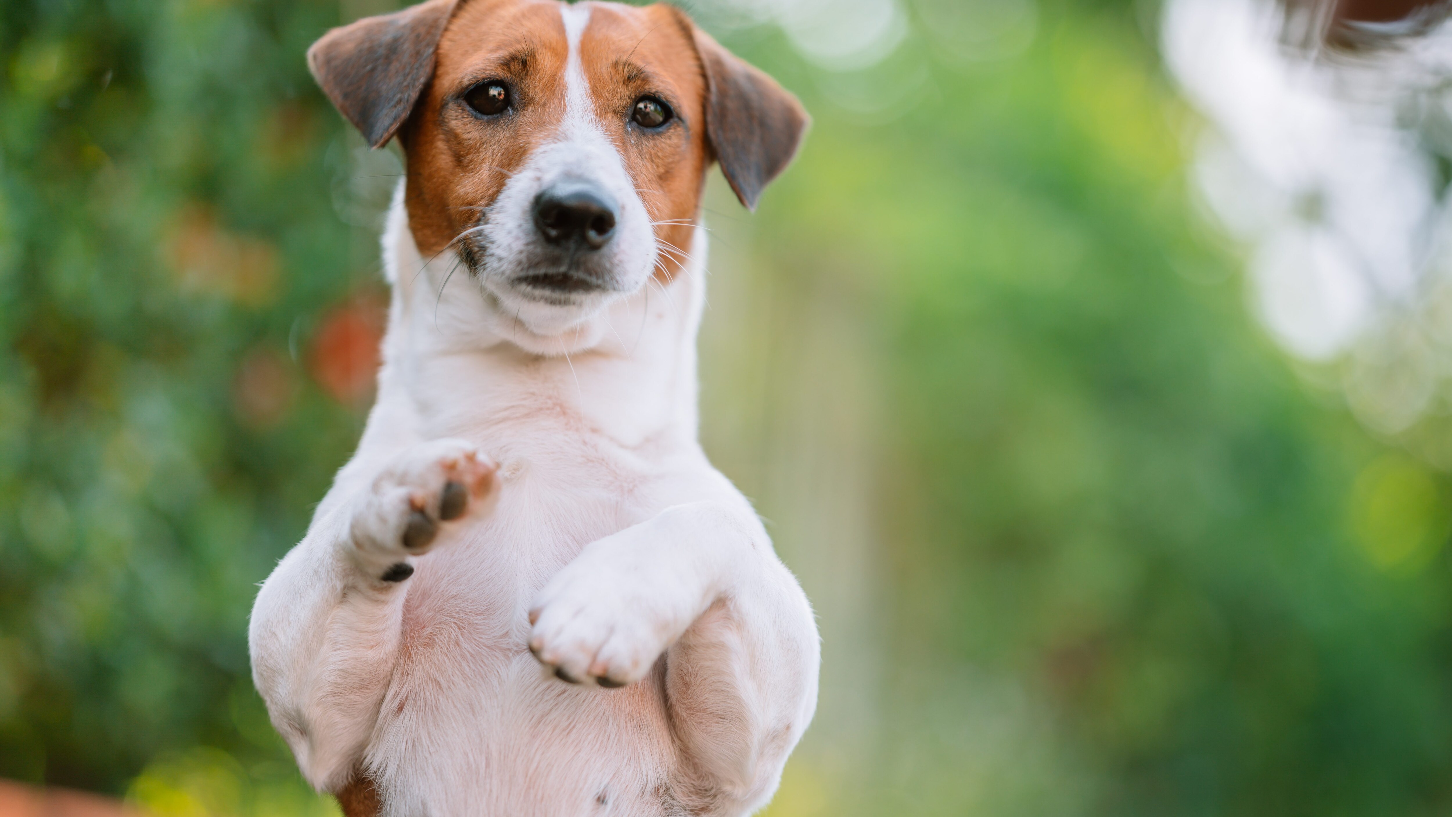 Jack Russel