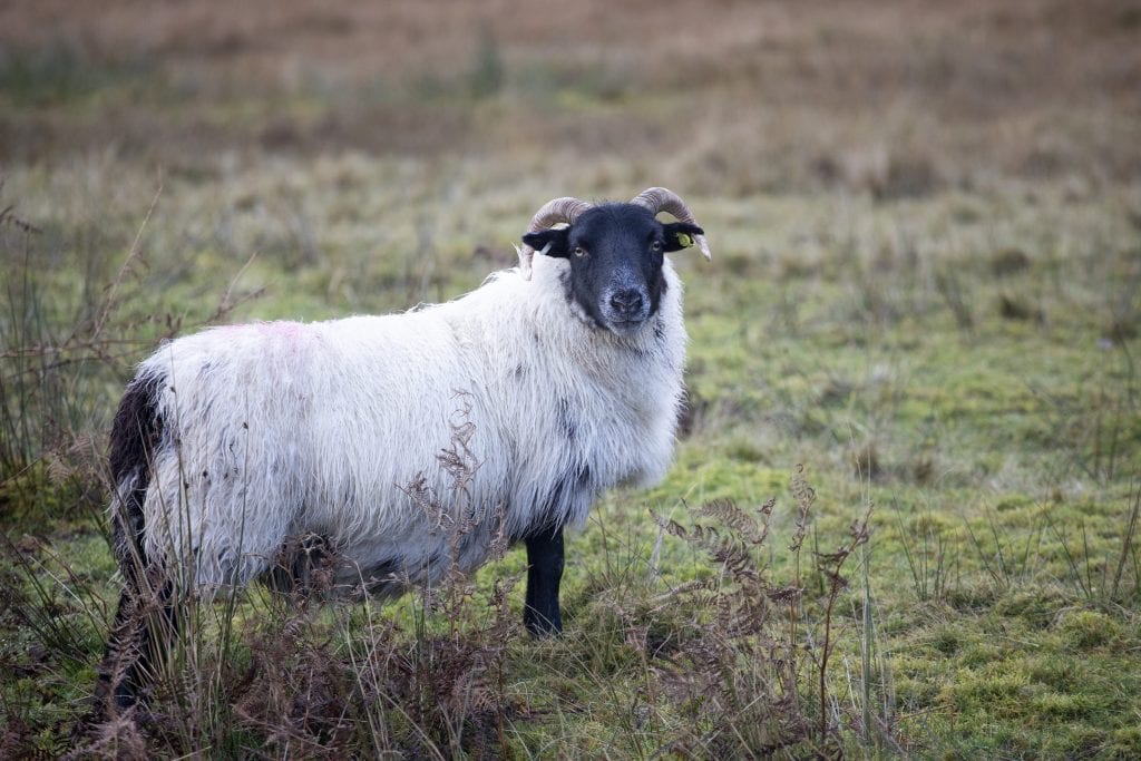 Buon compleanno Dolly, 26 anni fa nasceva la pecora clonata più famosa